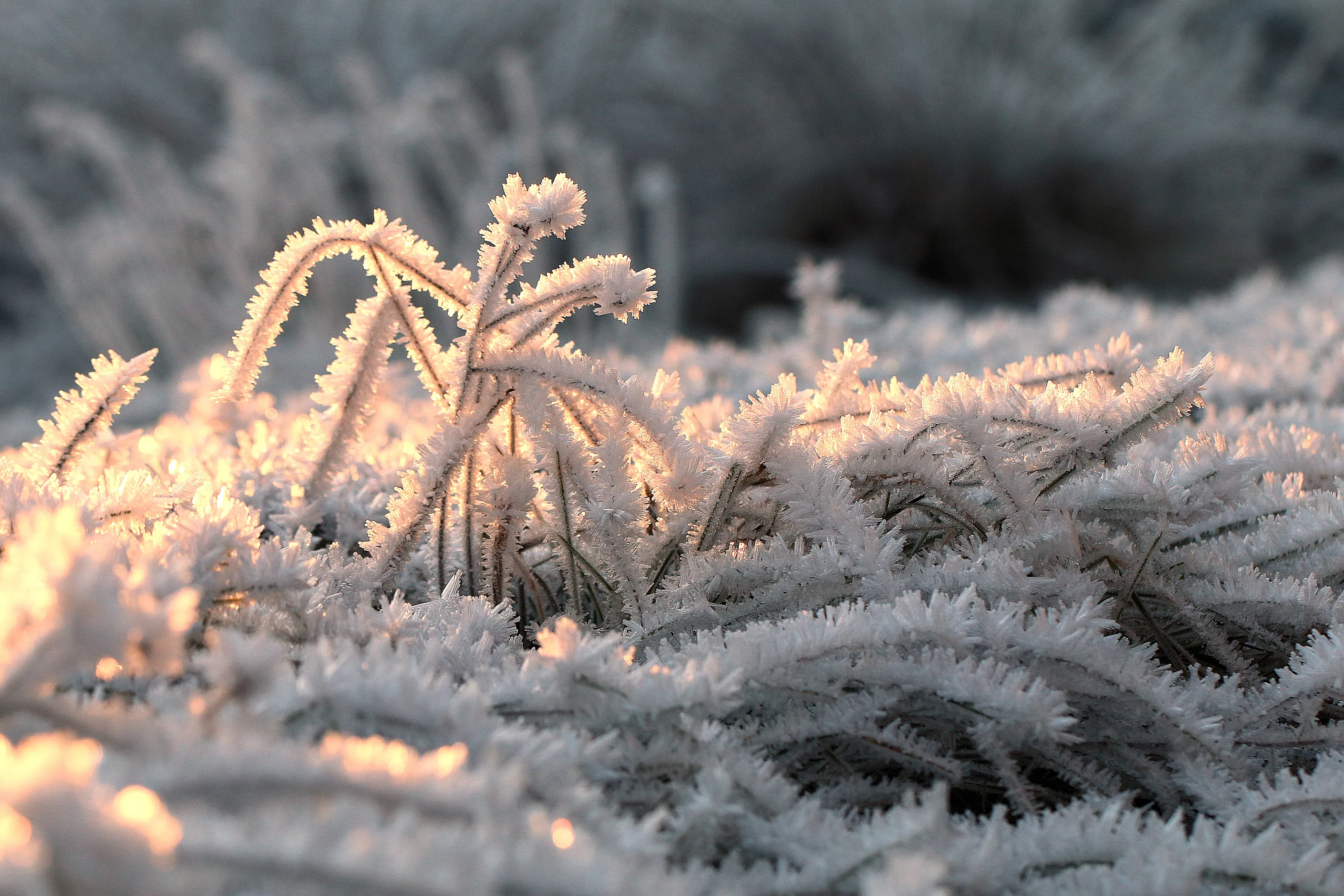 Frost and Snow