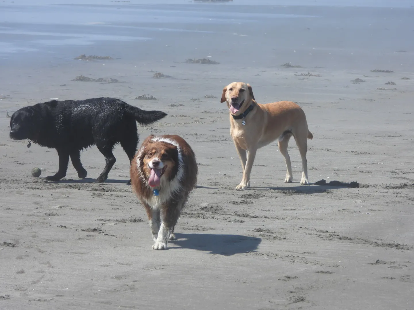 People or Animals with Their Tongues Out