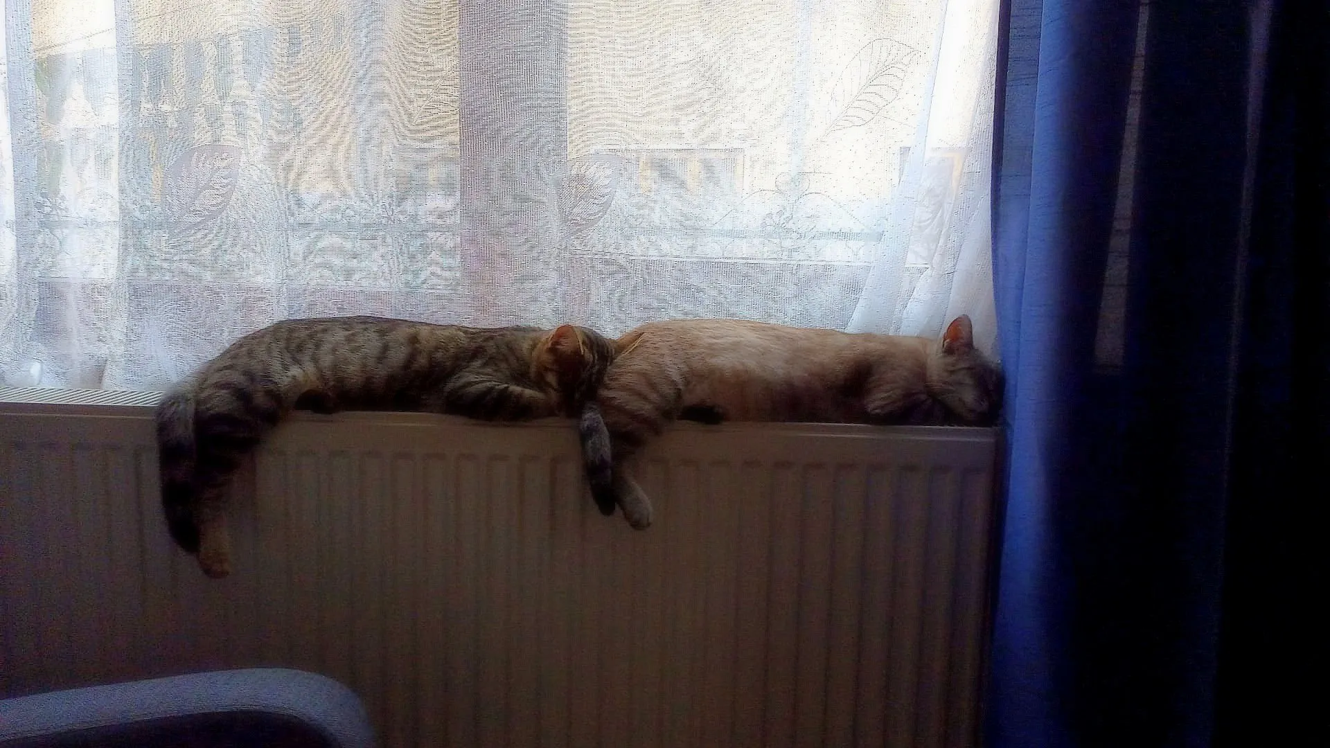 Cats Sleeping Indoors