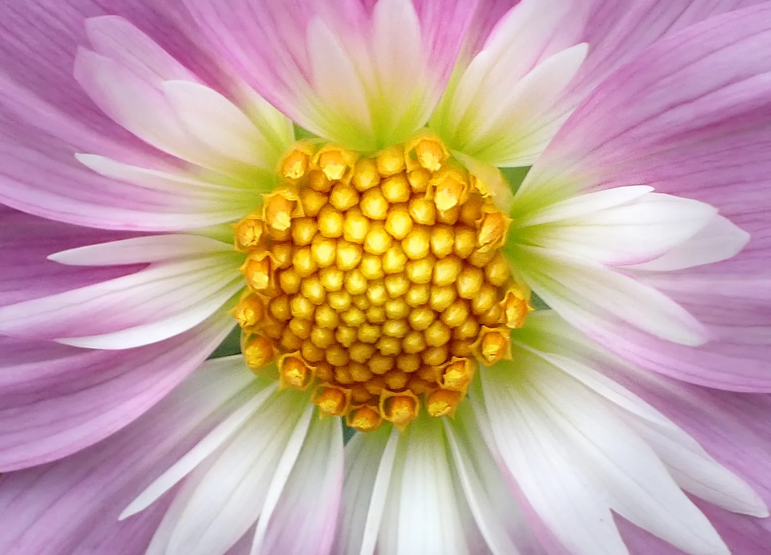 Focus on the Centre of a Flower (in colour)
