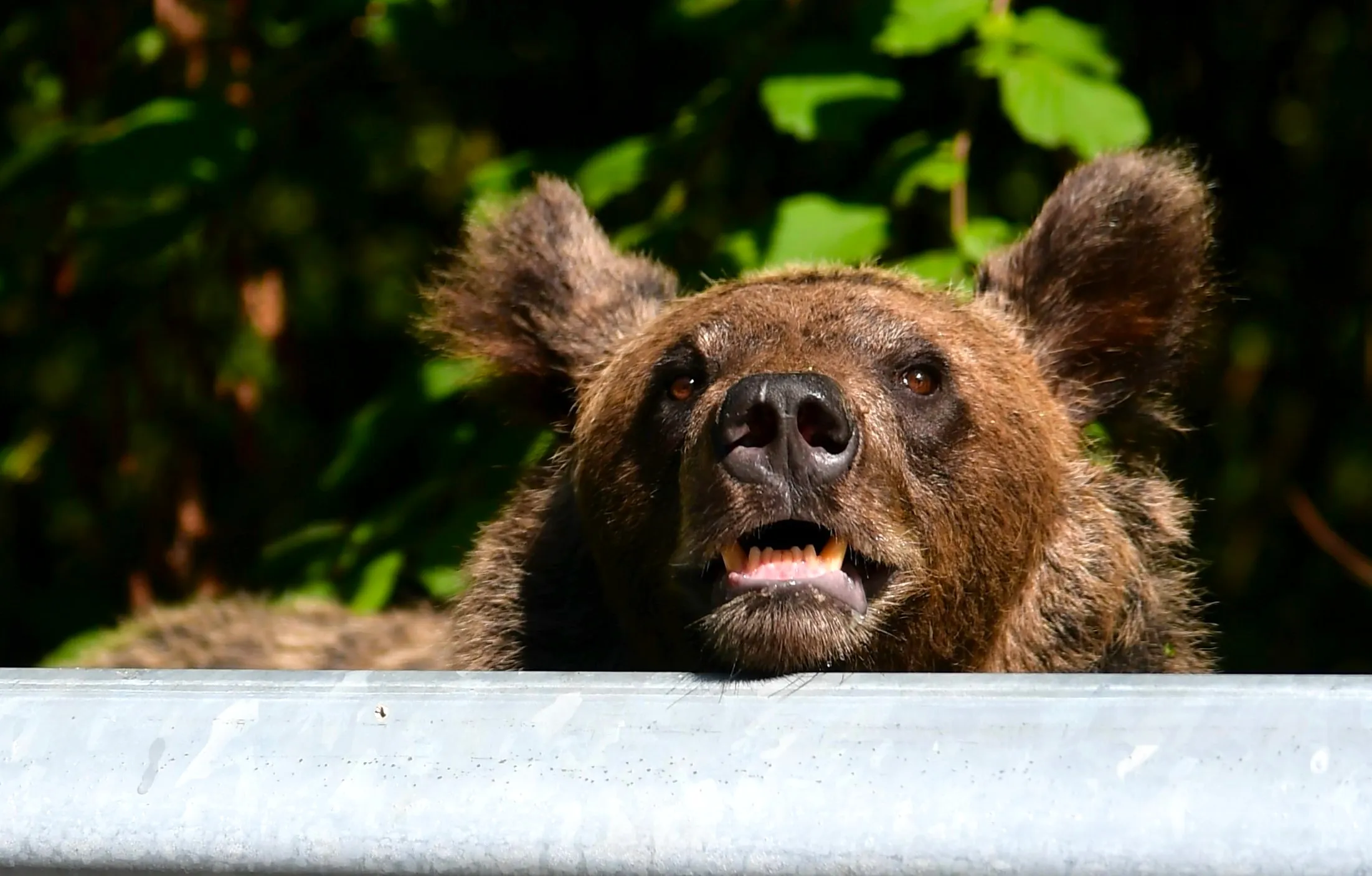 Expressions in the Animal Kingdom