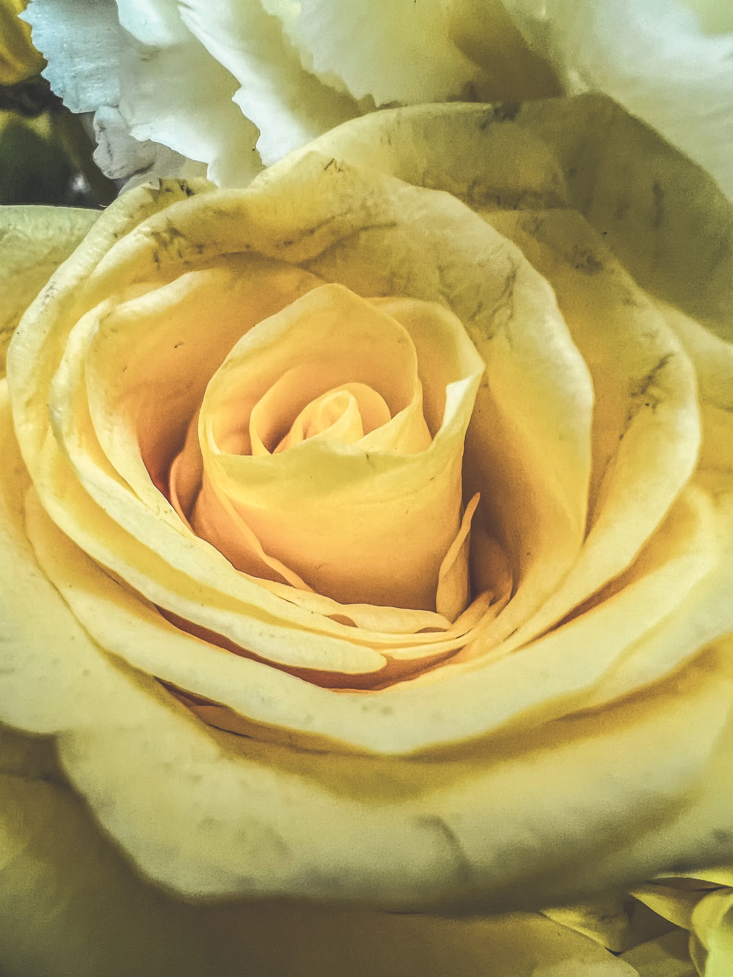 The Colour Yellow