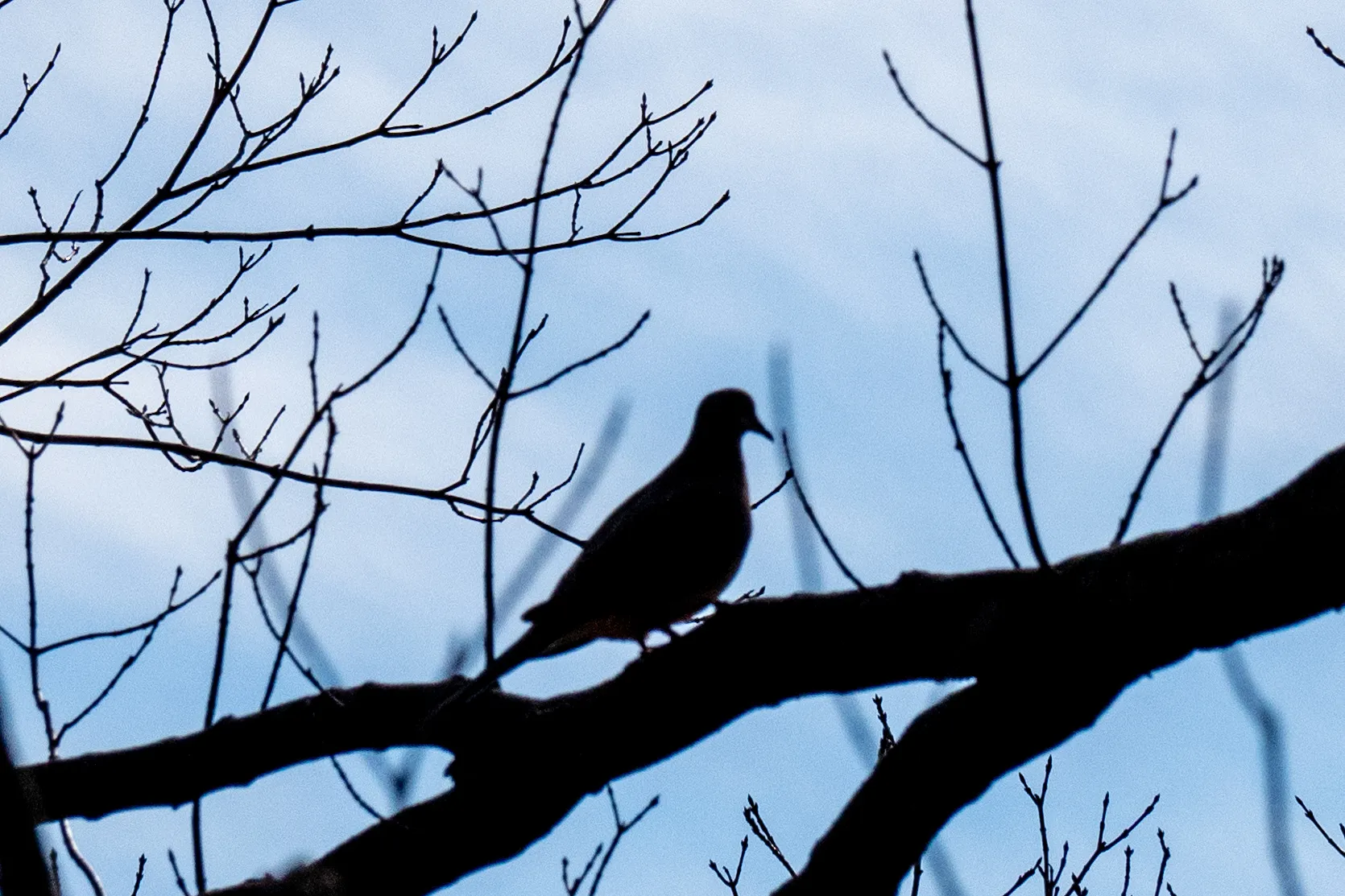 Silhouettes of Birds on a Branch
