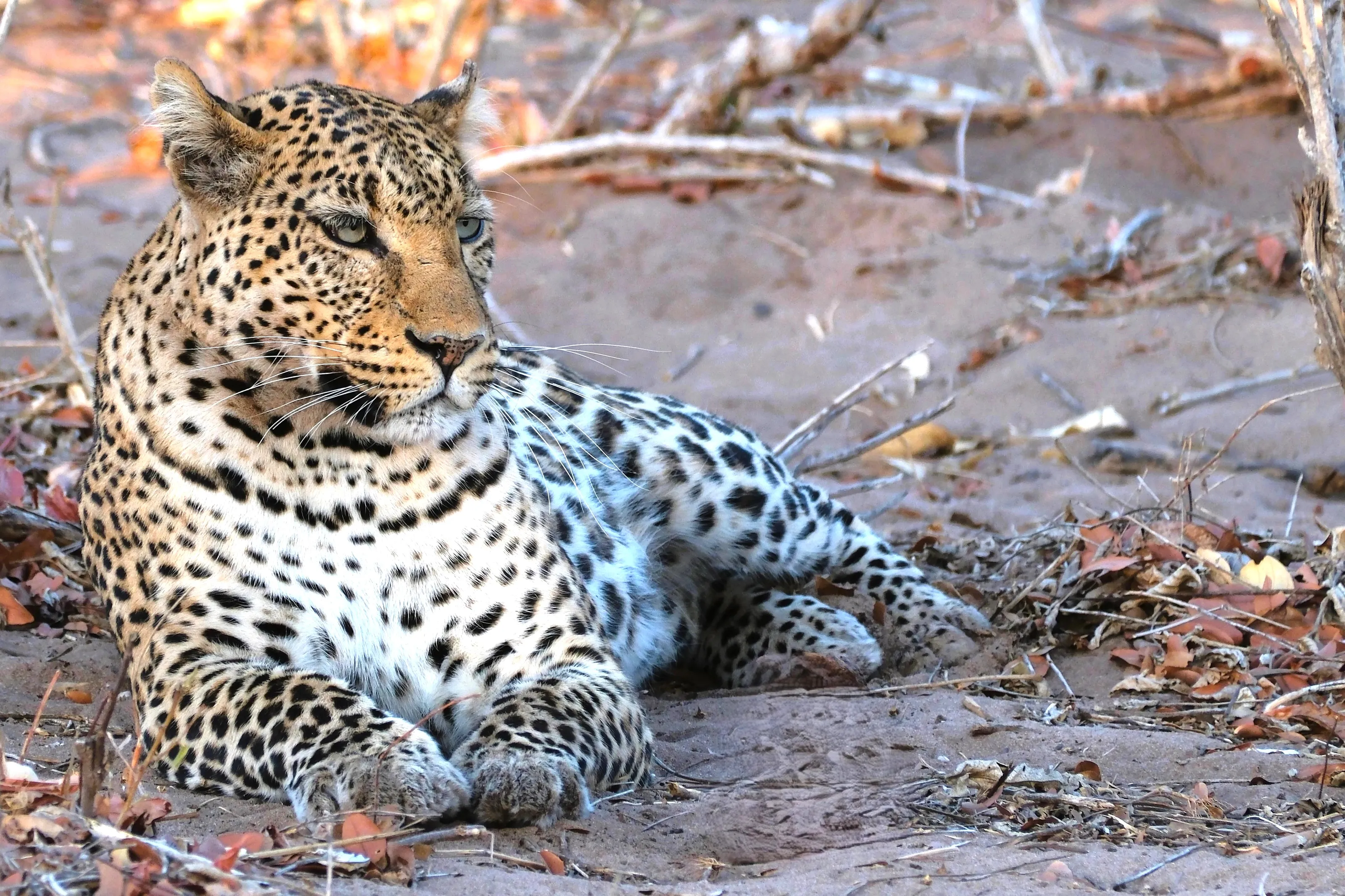 Leopards in the Wild (in colour)