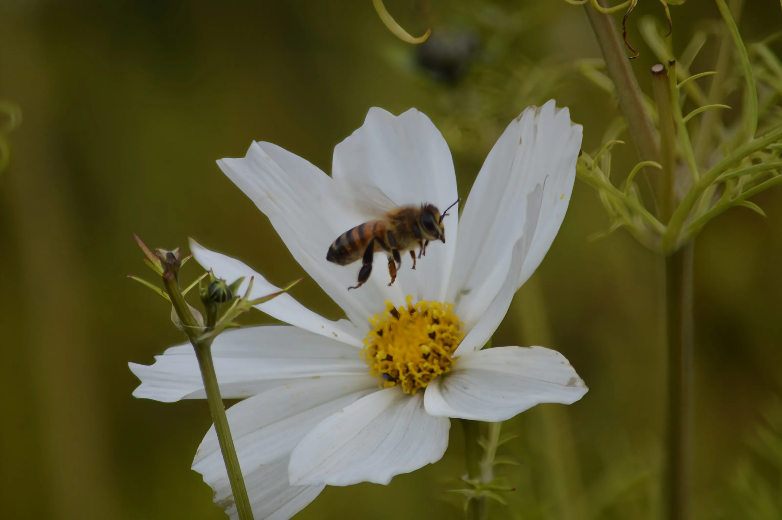 Bees in Flight