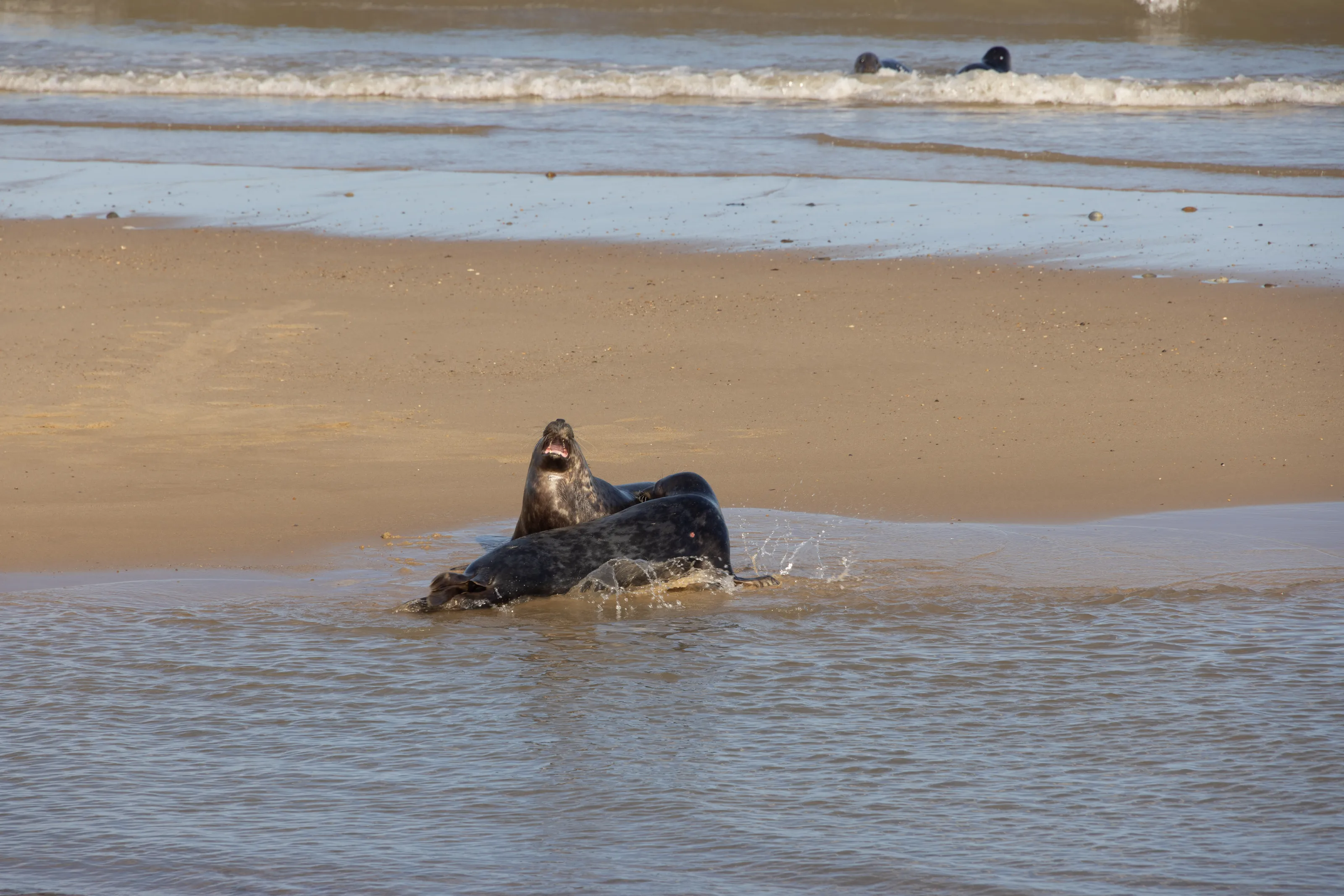 Wild Animals of the British Isles