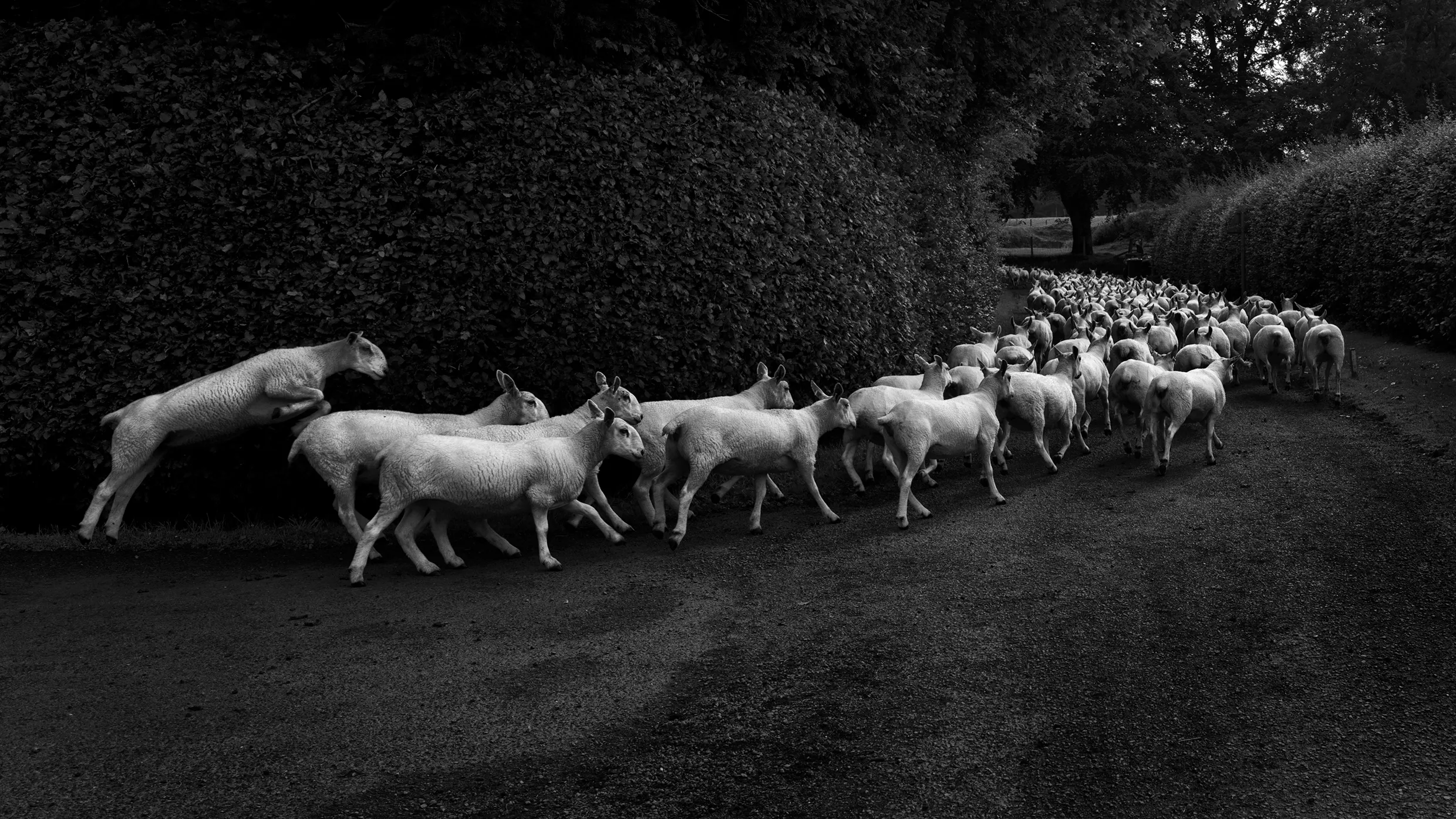 Animals in Black and White