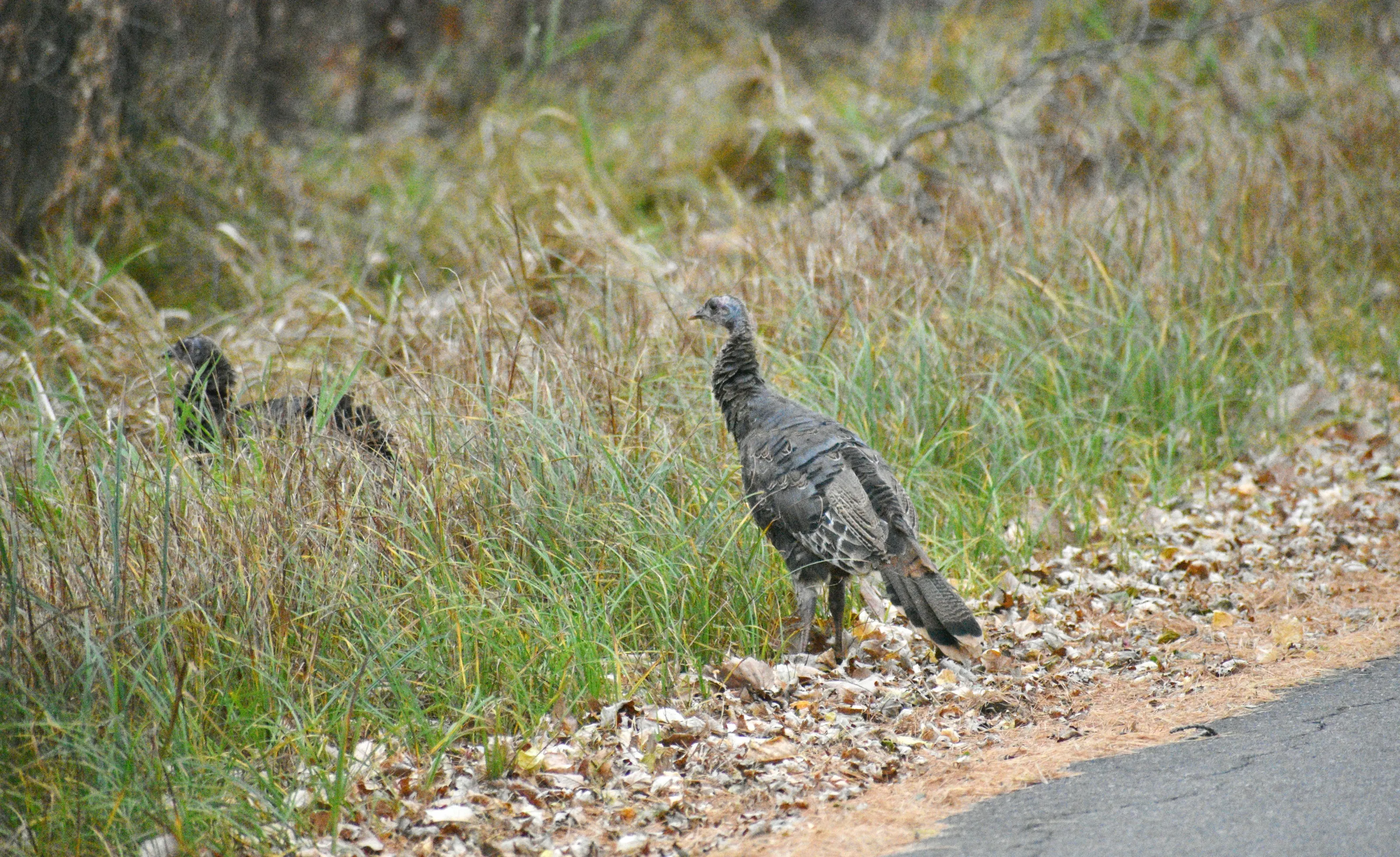 Wild Turkeys