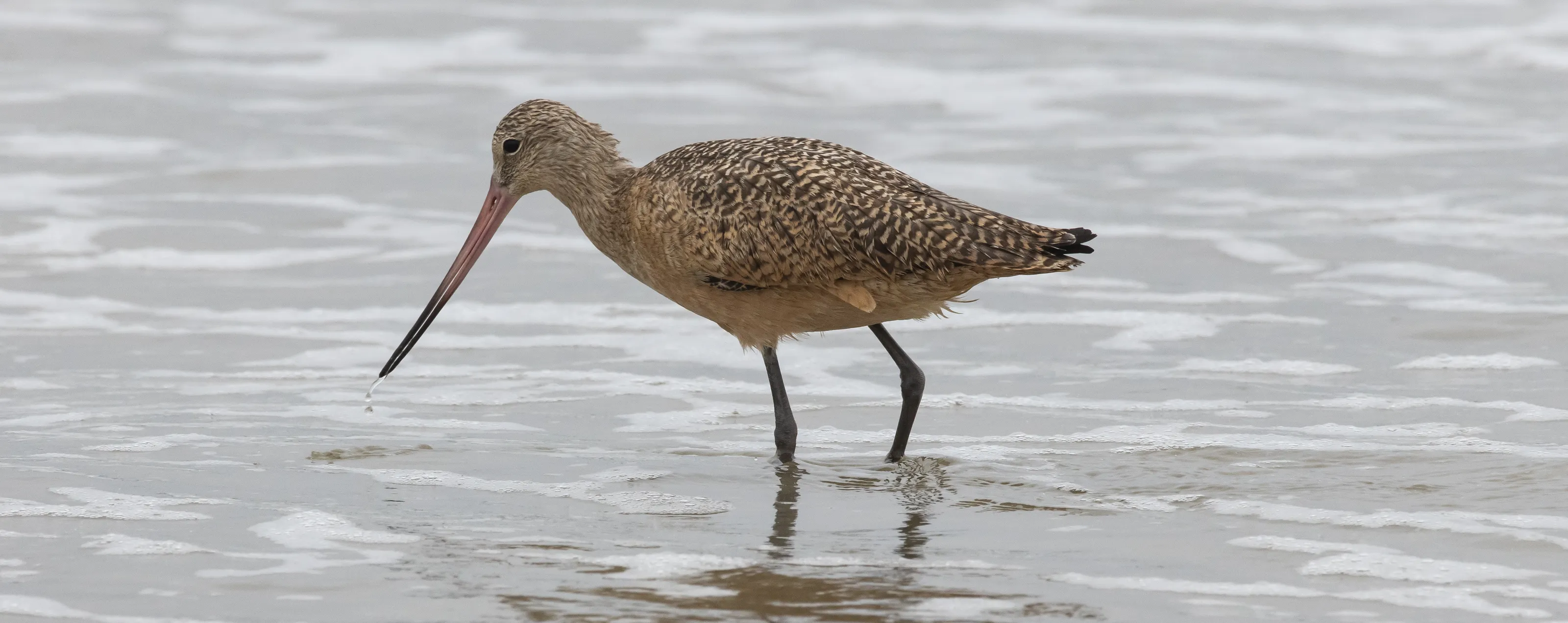 Birds with Long Beaks