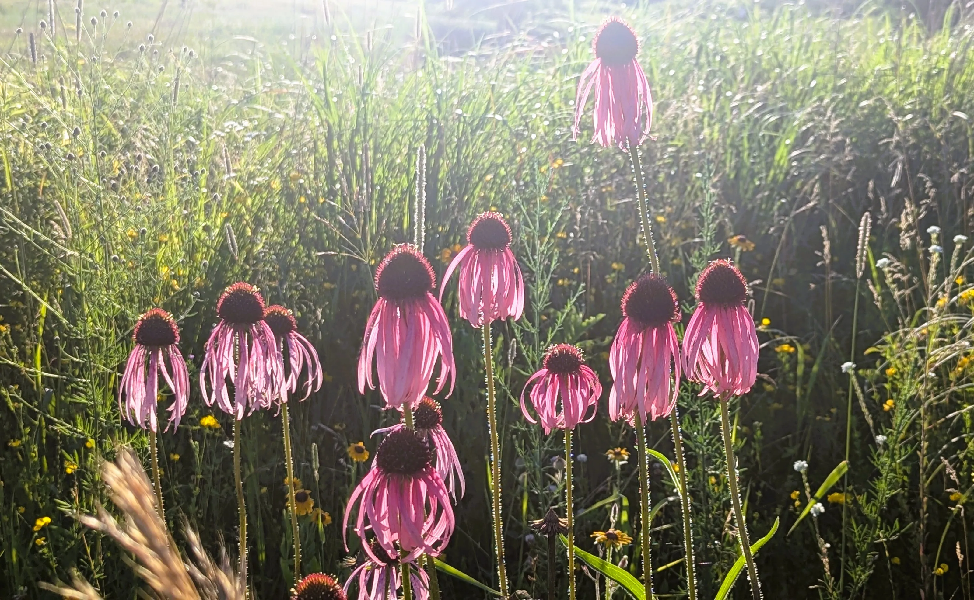 Nature Photographed Against the Glare of the Sun