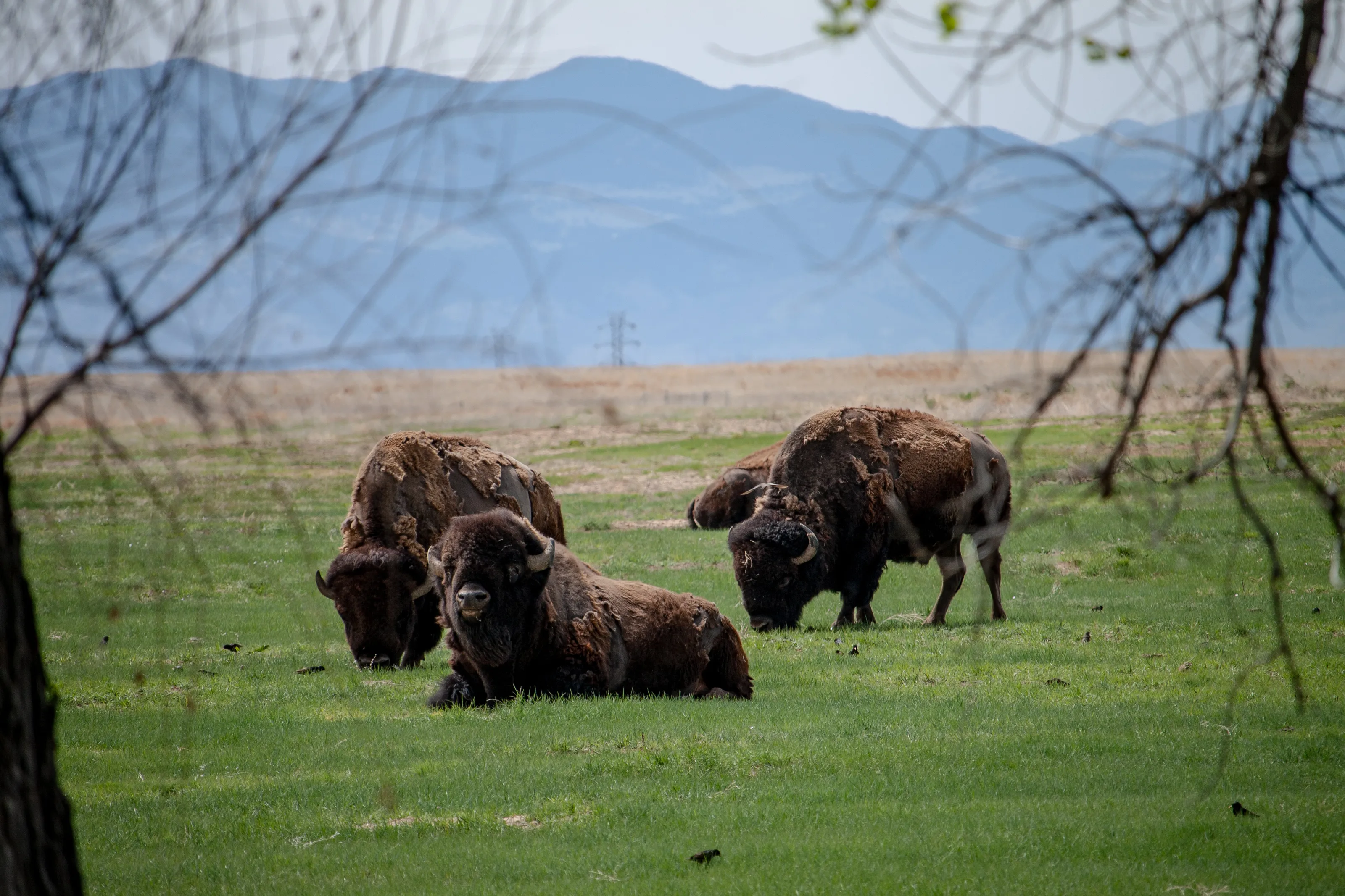 Bison