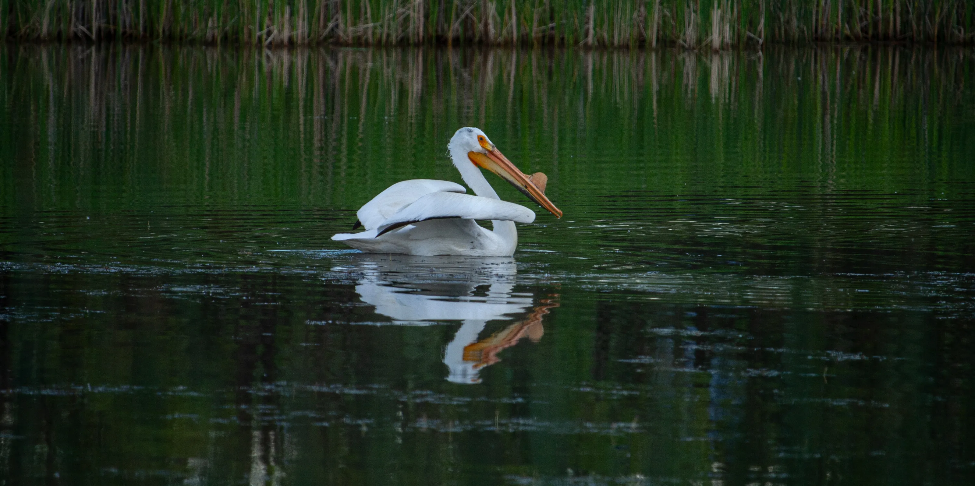 Reflections of Animals in Water