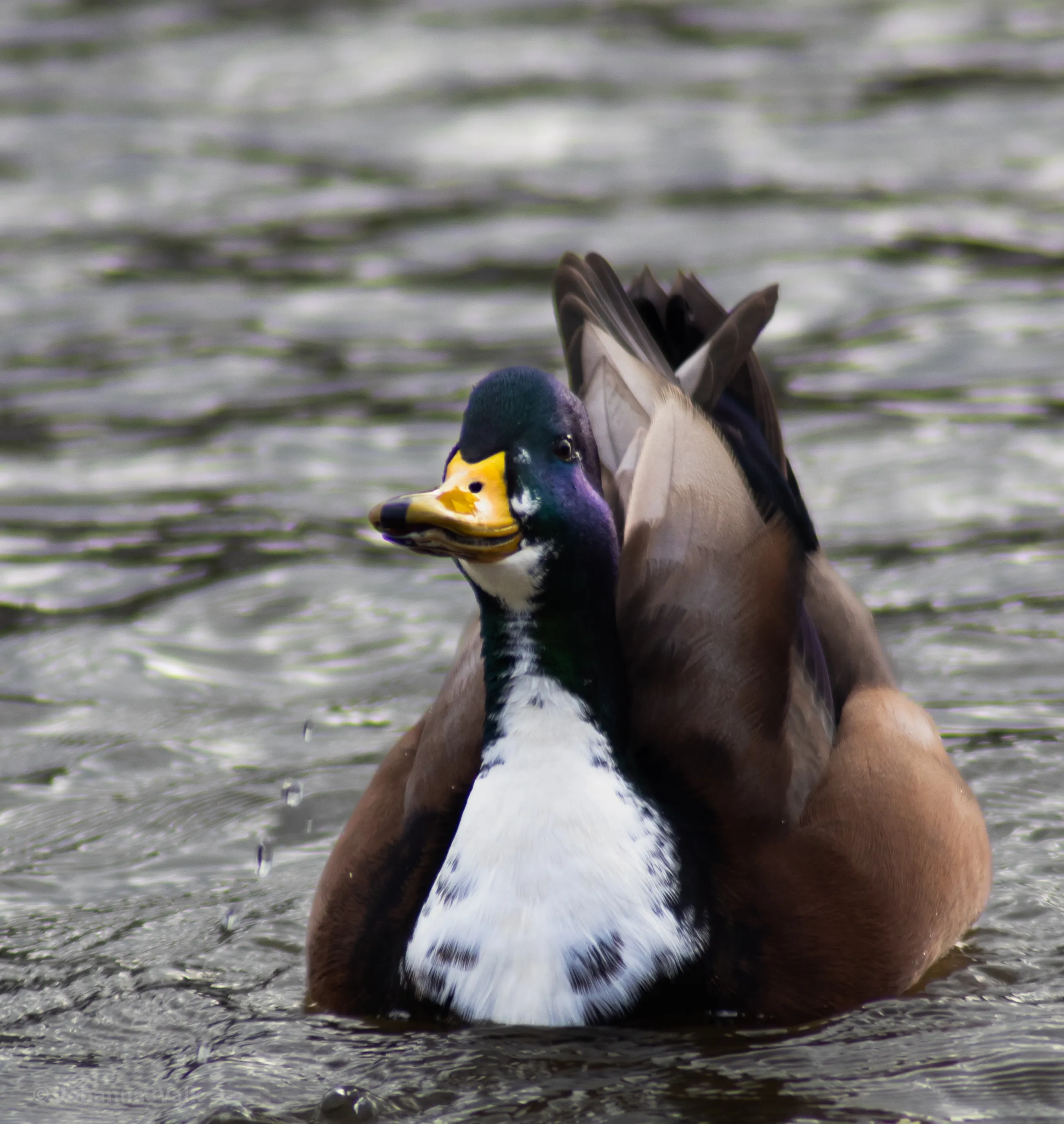 Only Ducks up Close