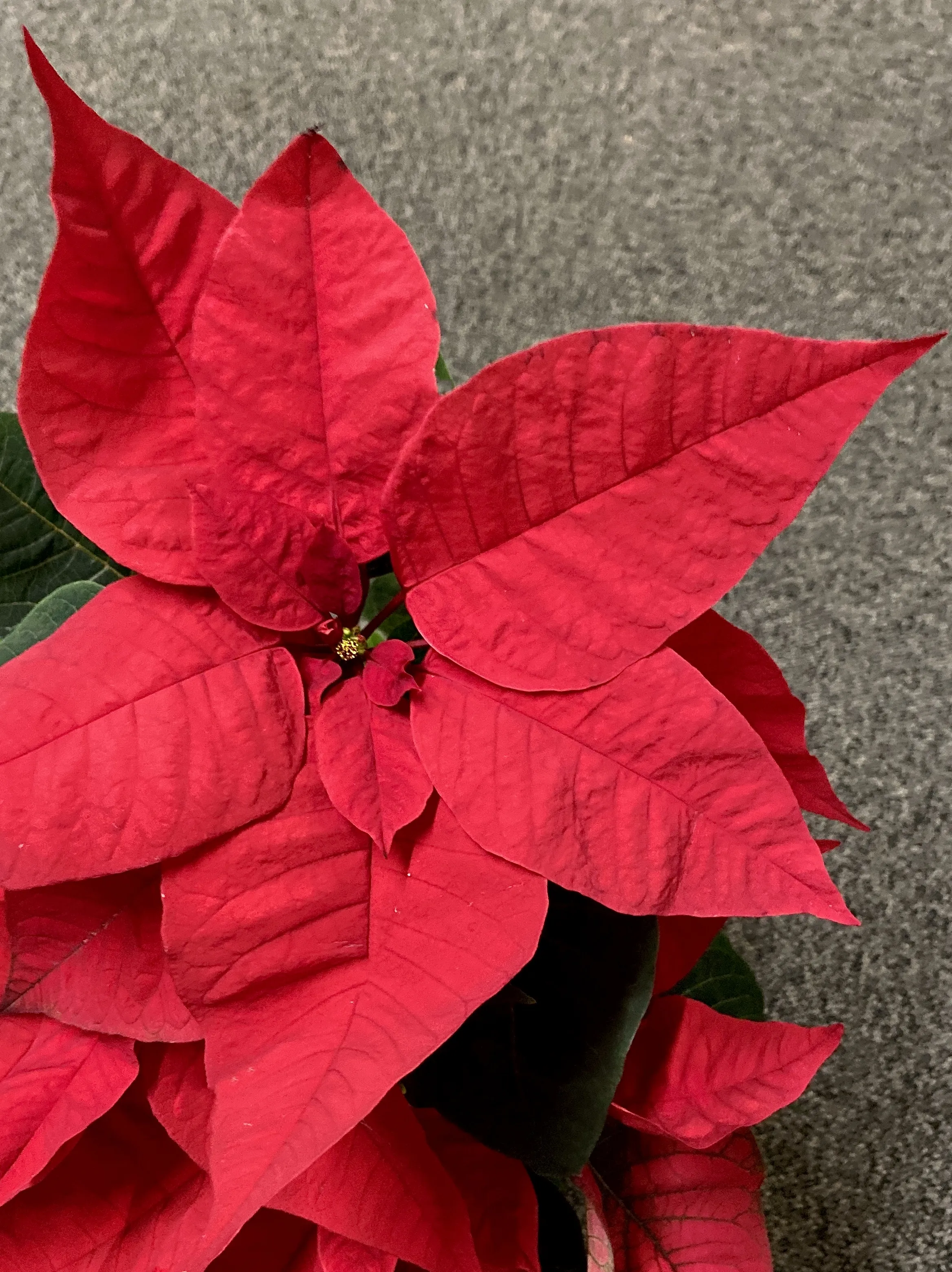 Indoor Winter Plants (in colour)