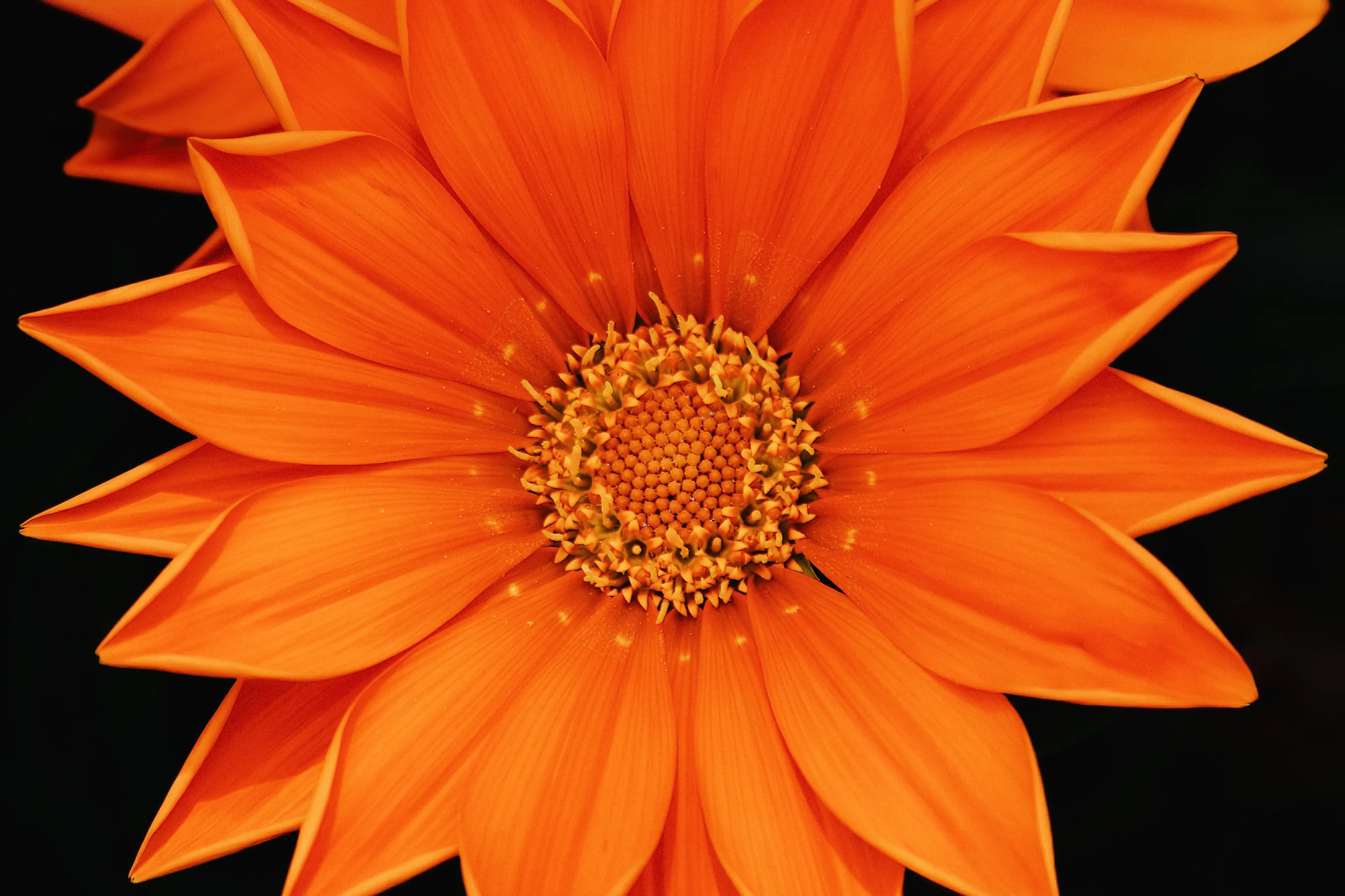Things that are Orange (in colour)