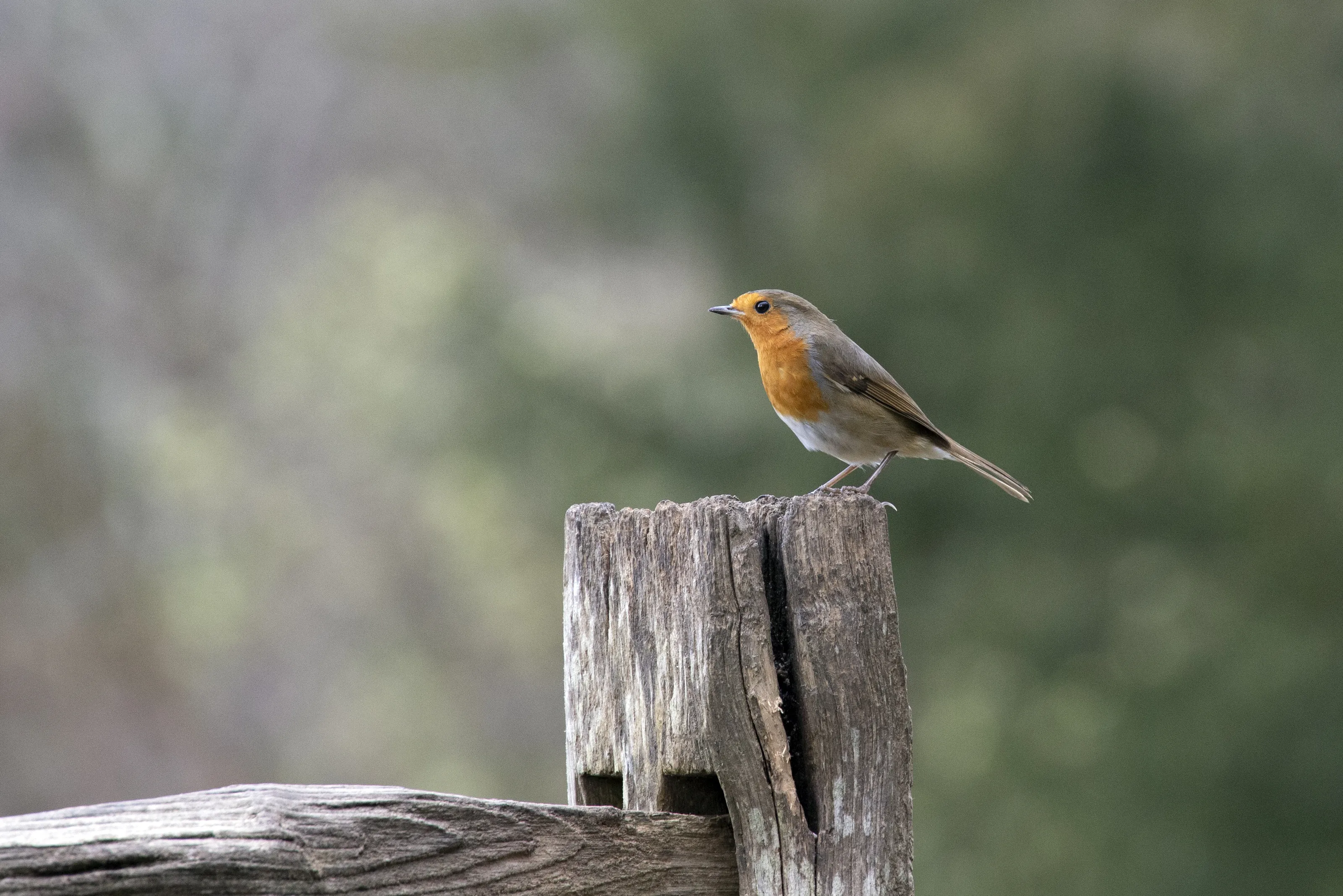Robins (in colour)
