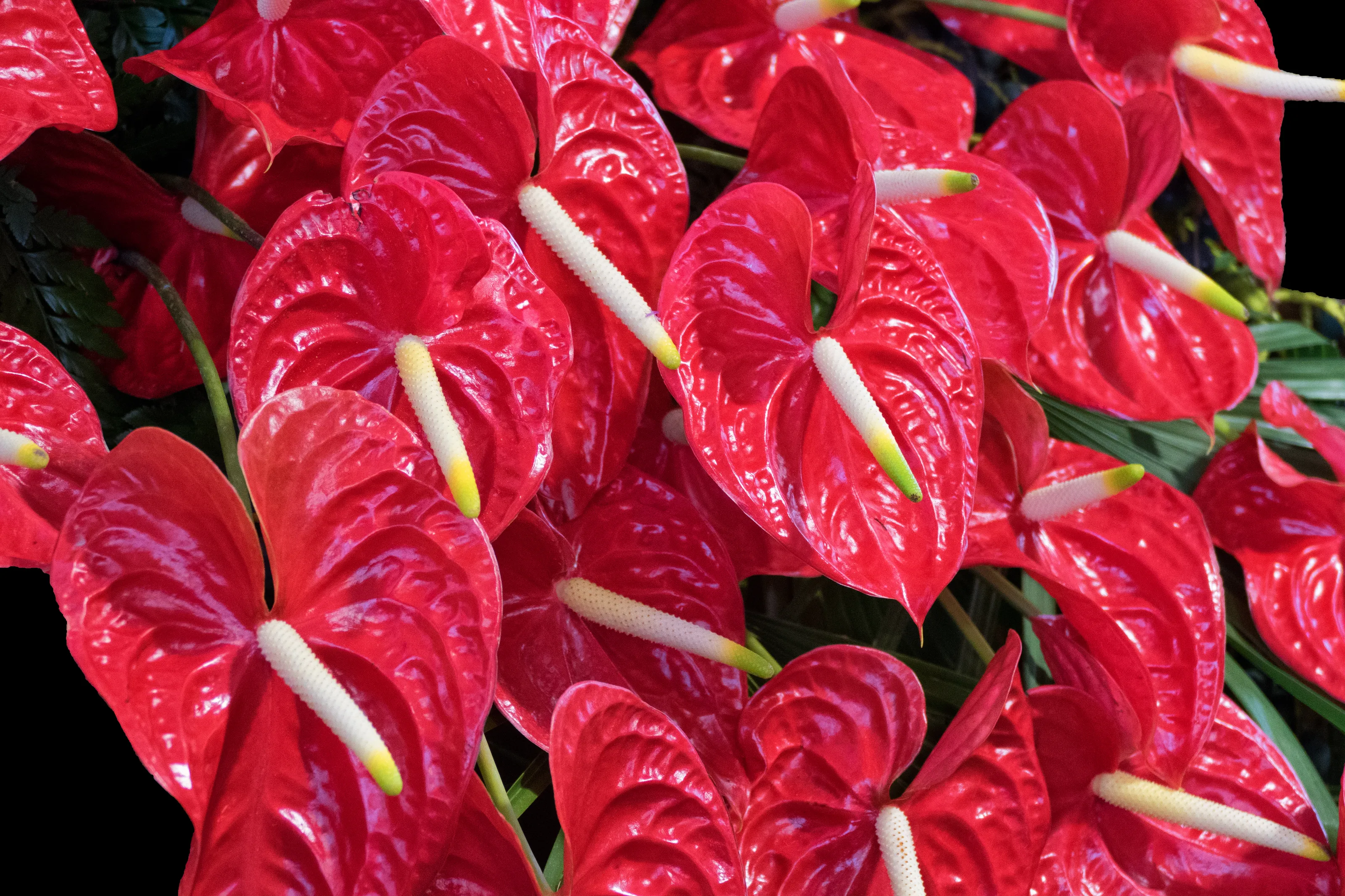 Anthuriums (in colour)