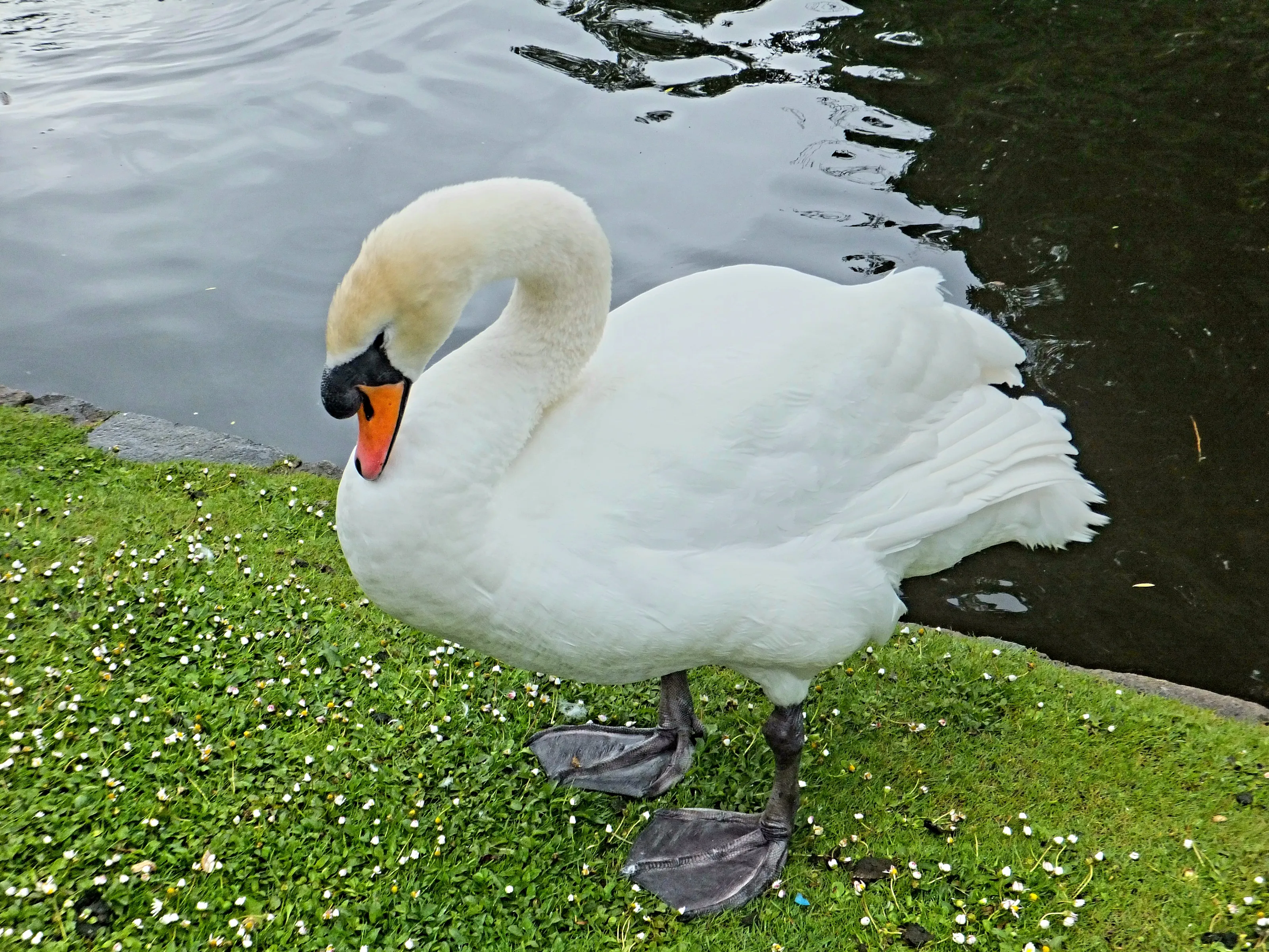 Swans