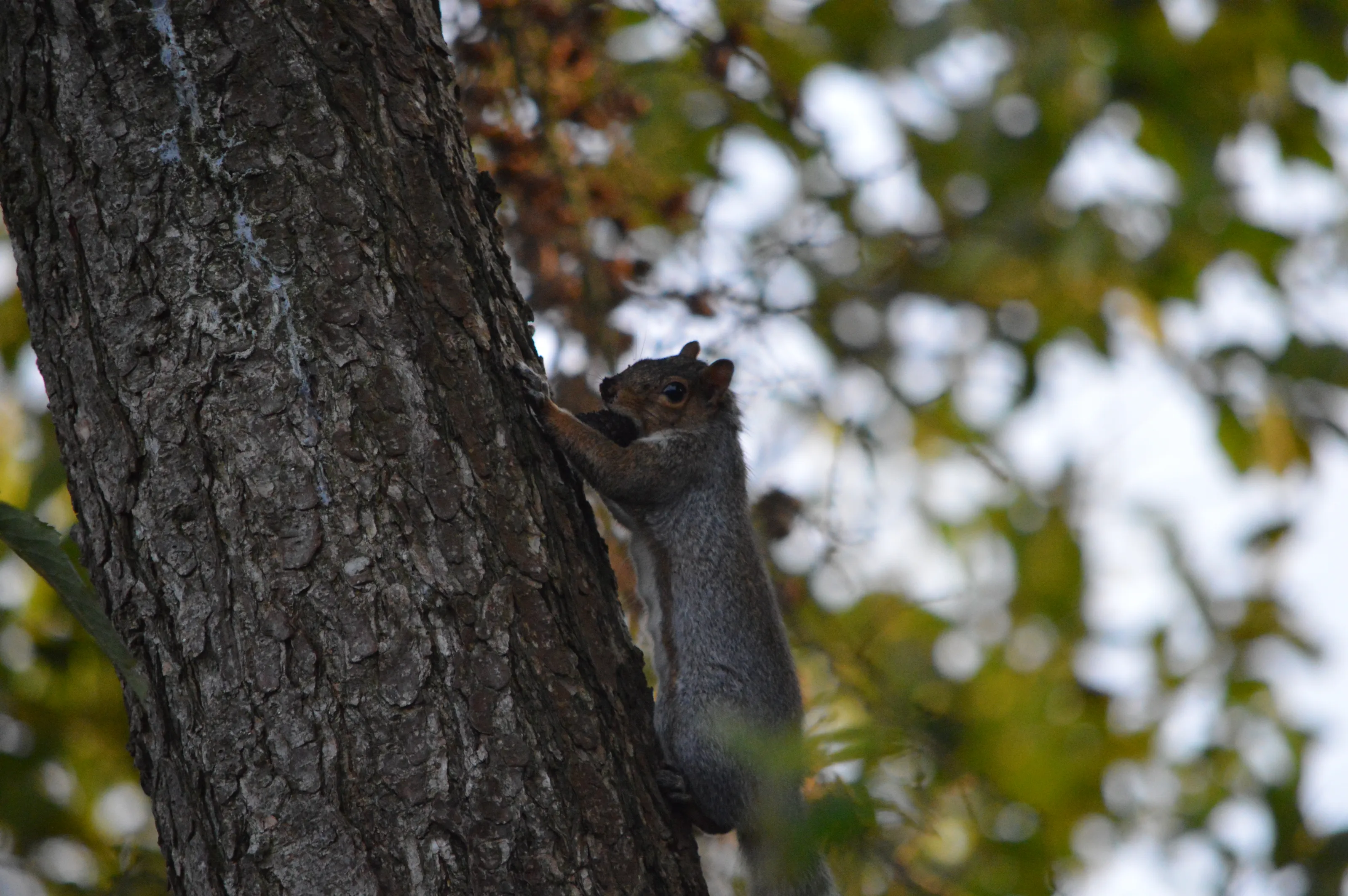 Wild Animals in Nature