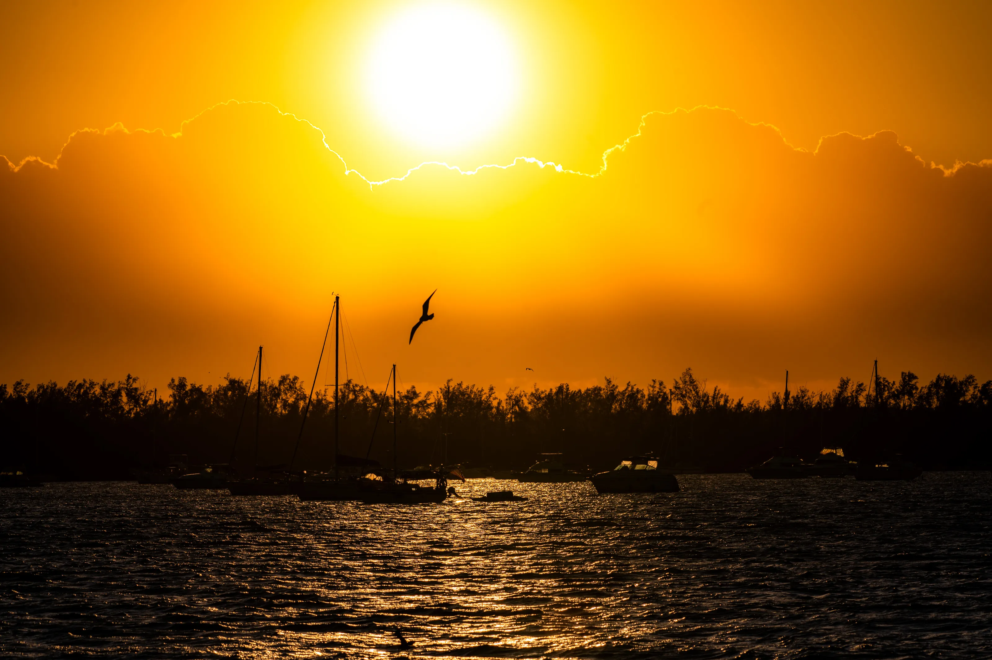Landscapes with Birds
