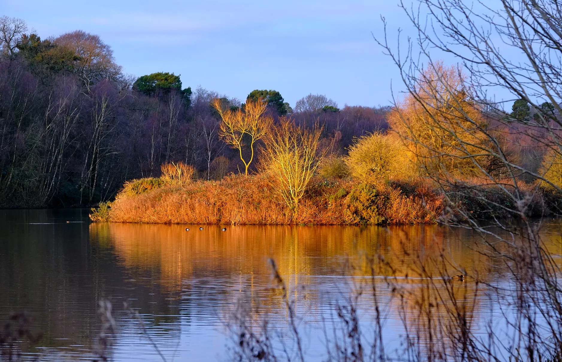 Reflections in Water