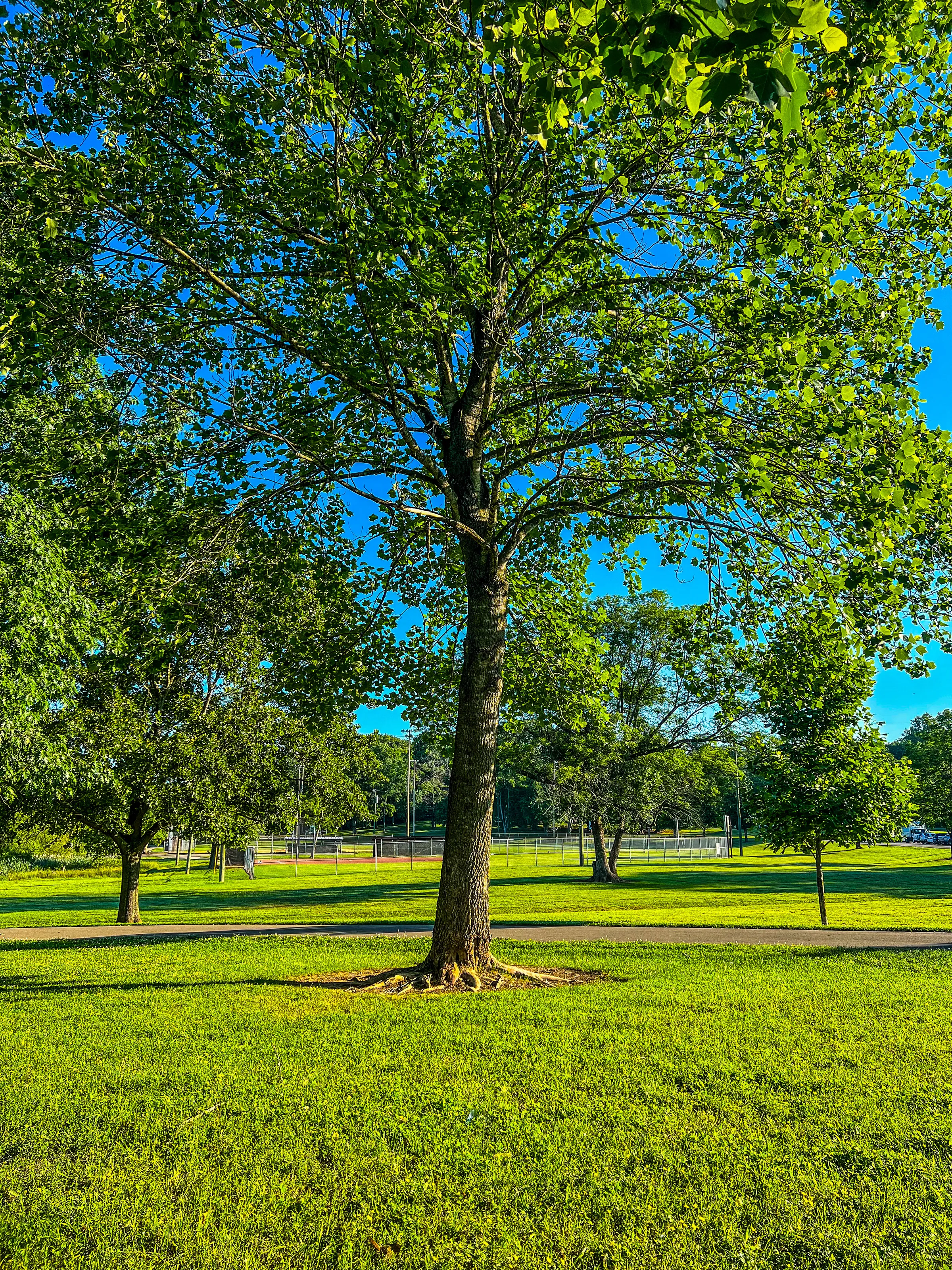 Tall Trees
