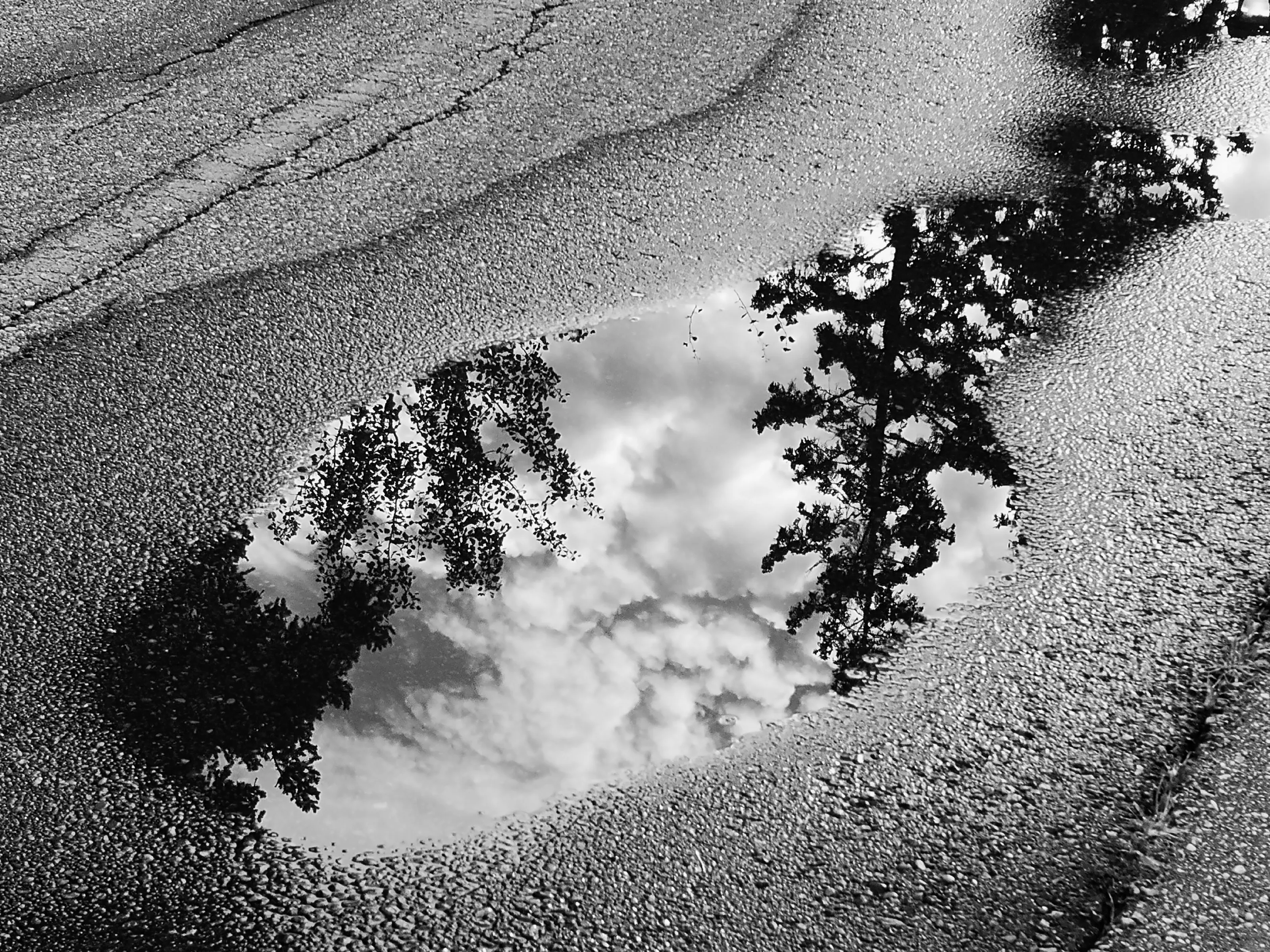 Reflections of Trees in Puddles