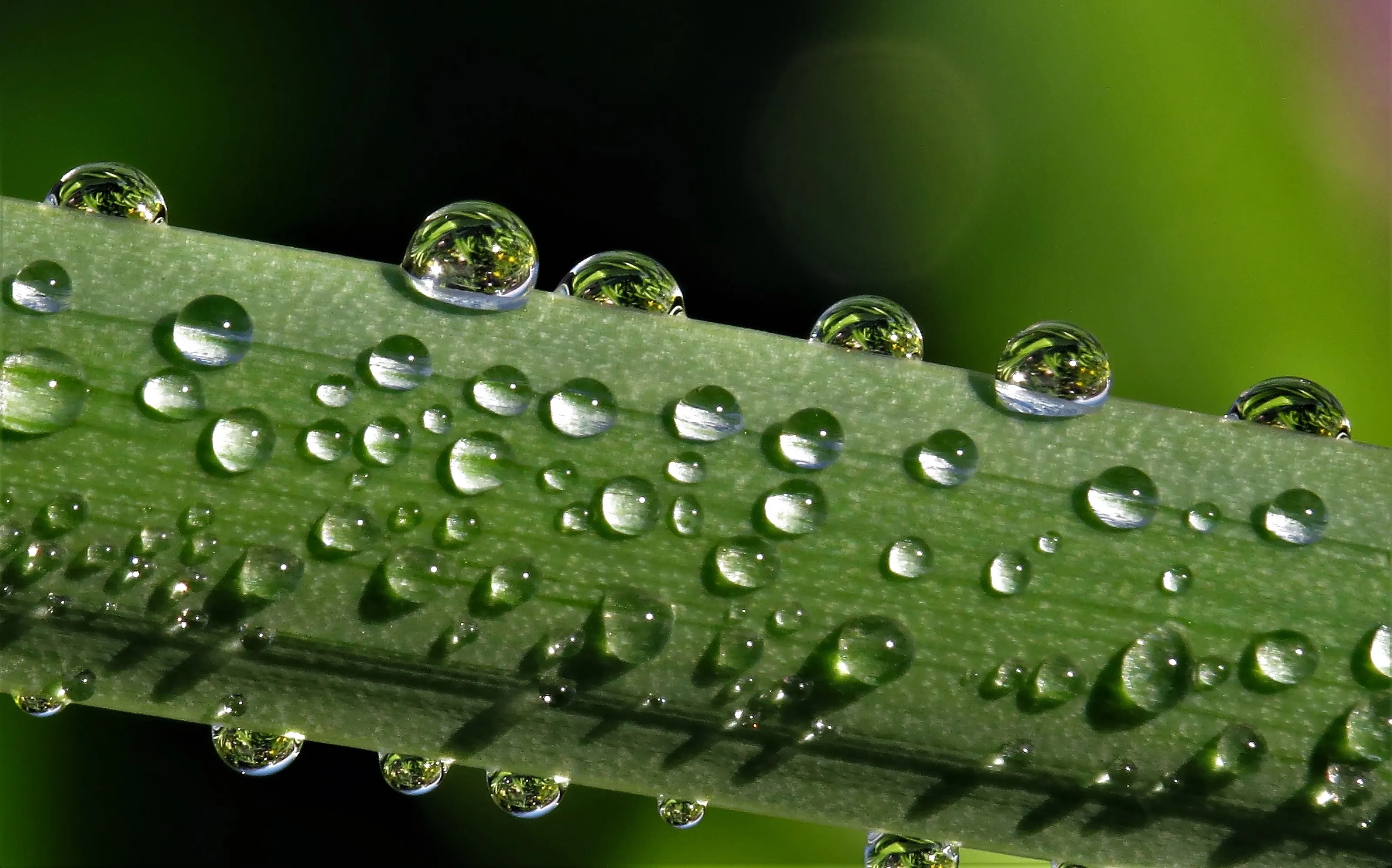 Waterdrops