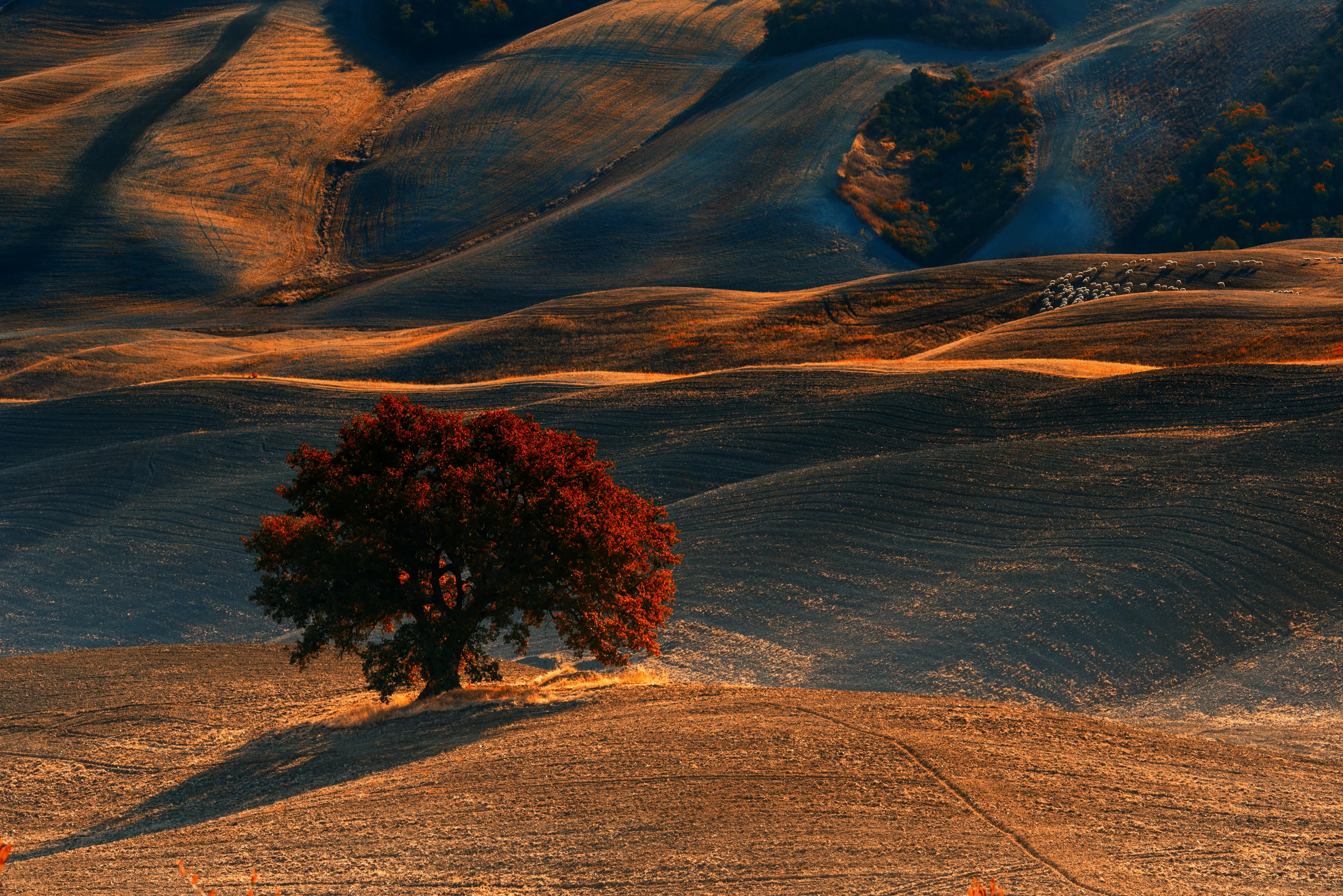 Light and Shadow (in colour)