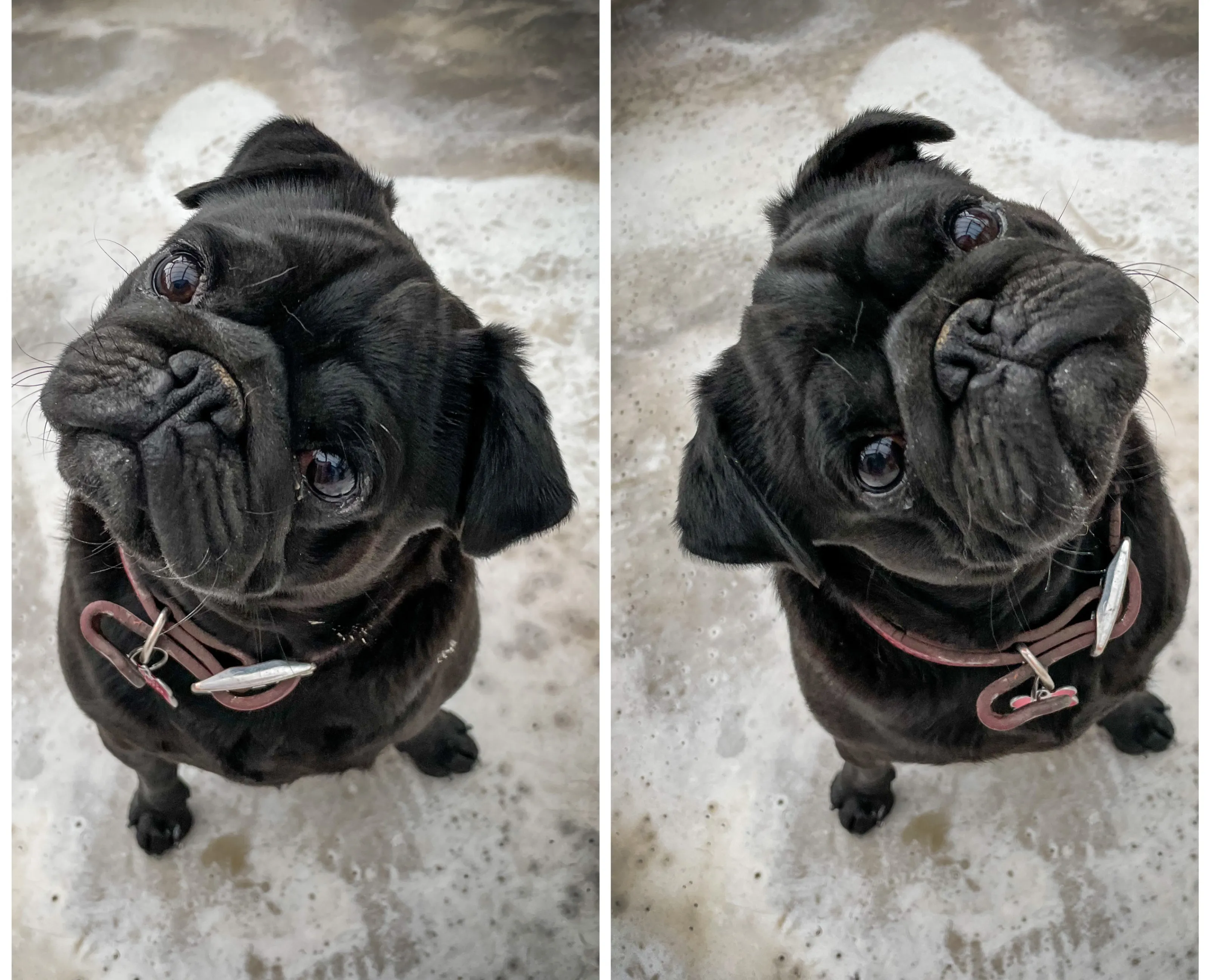 Diptychs of One Pet Animal