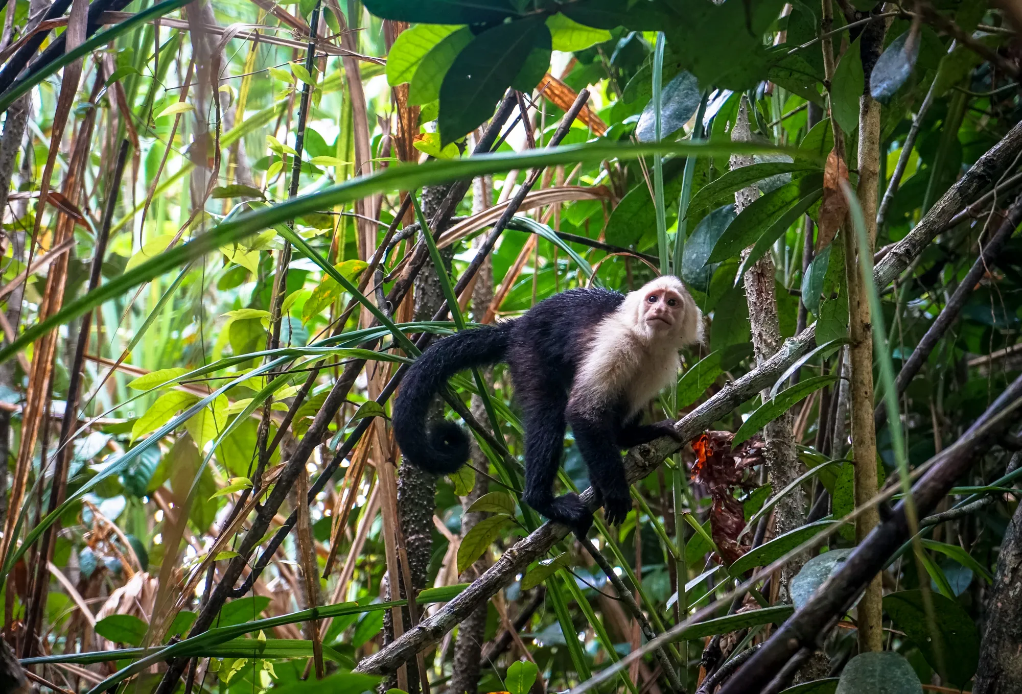 Primates in the Wild (not humans)