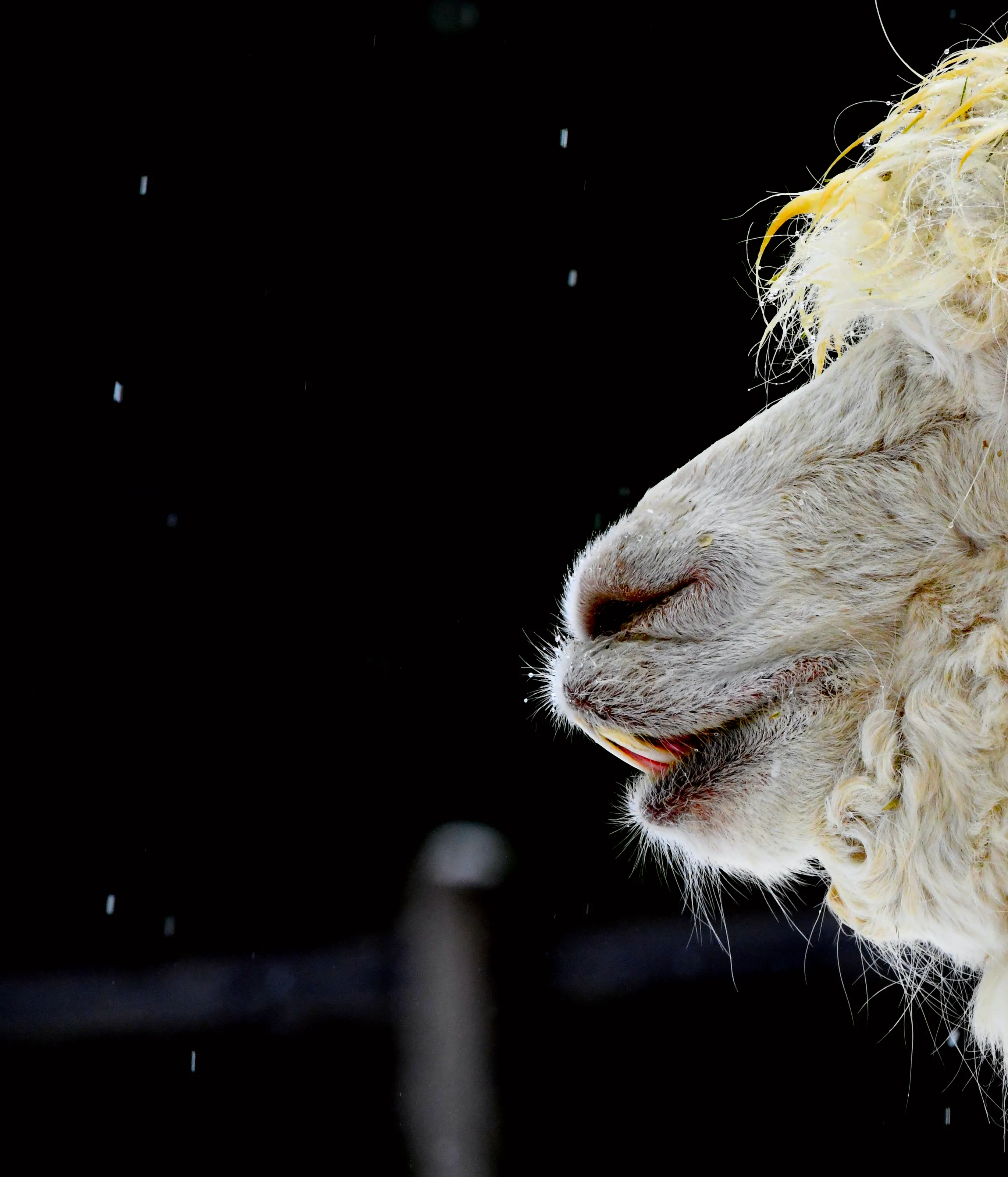 Side Profile Portraits of People and Animals