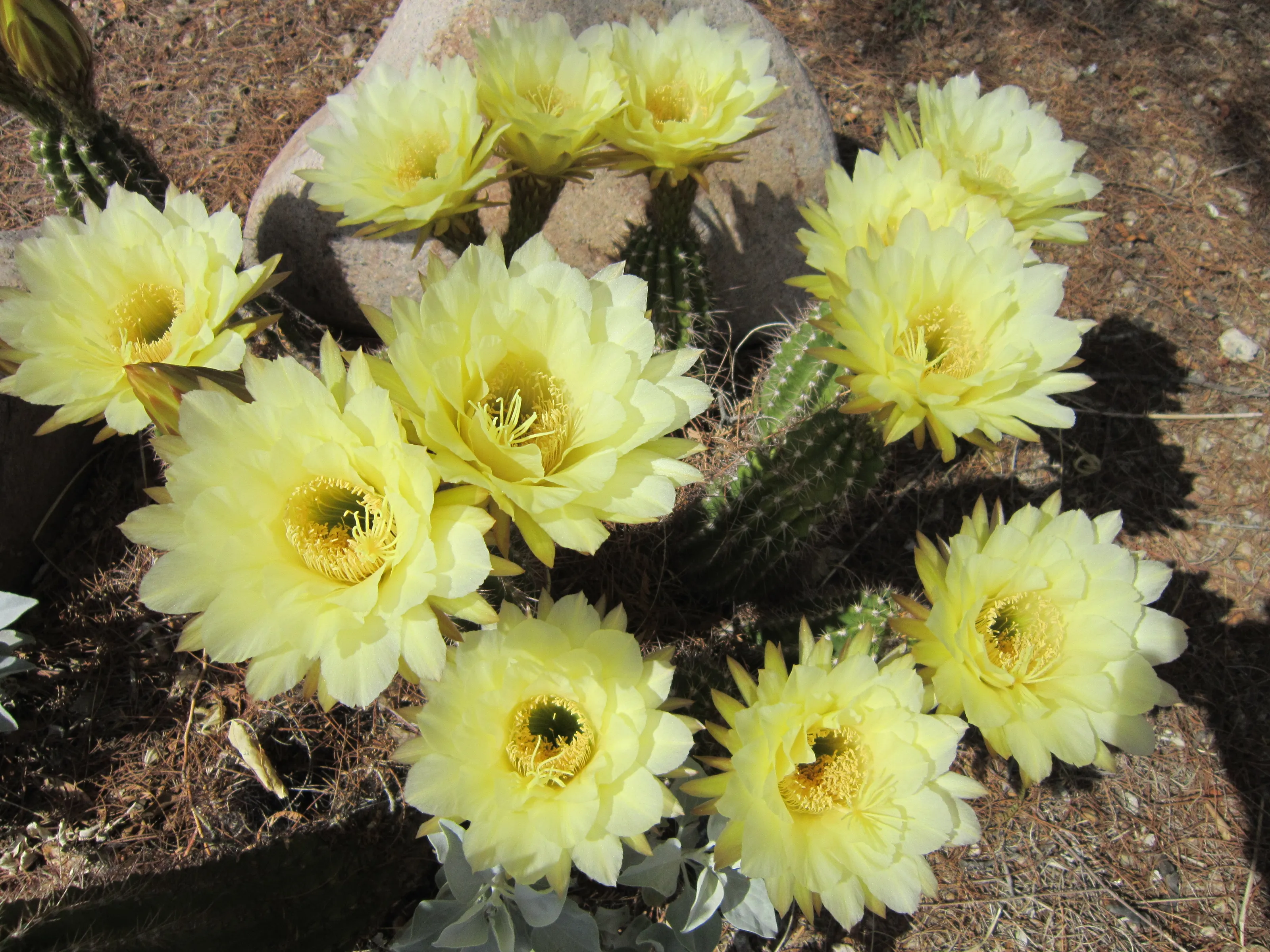 Flowering Cacti (in colour)
