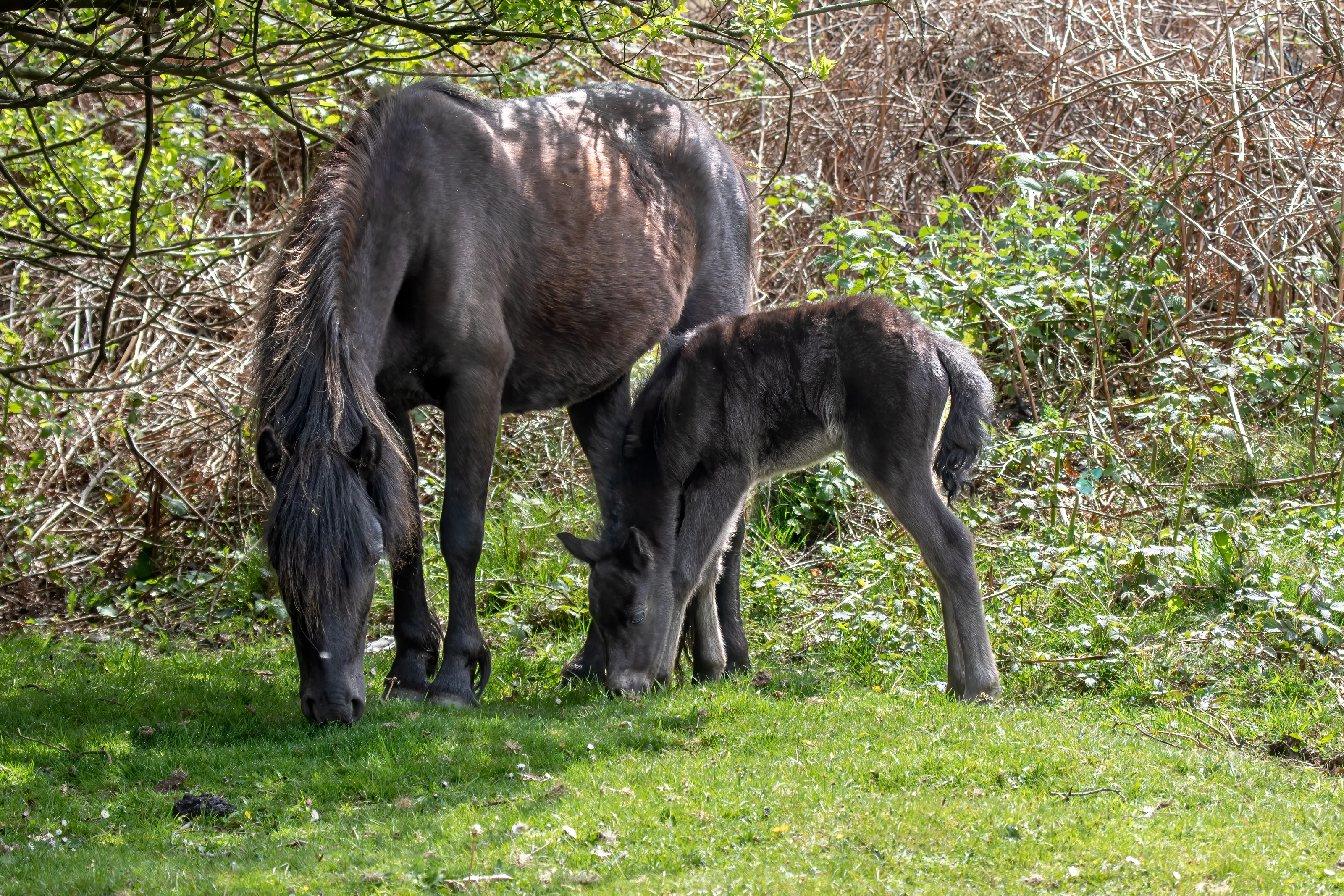 Horses (in colour)
