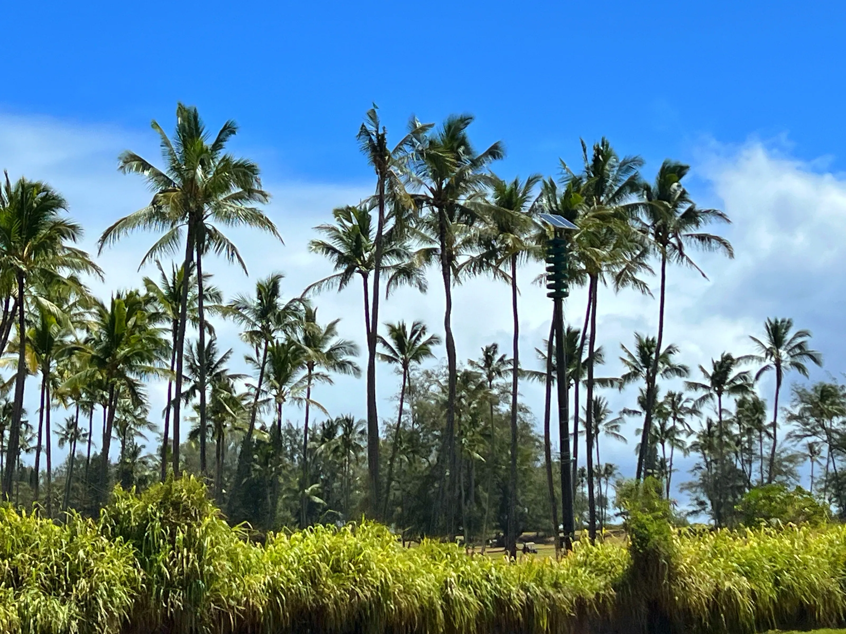 Two or More Palm Trees (in colour)