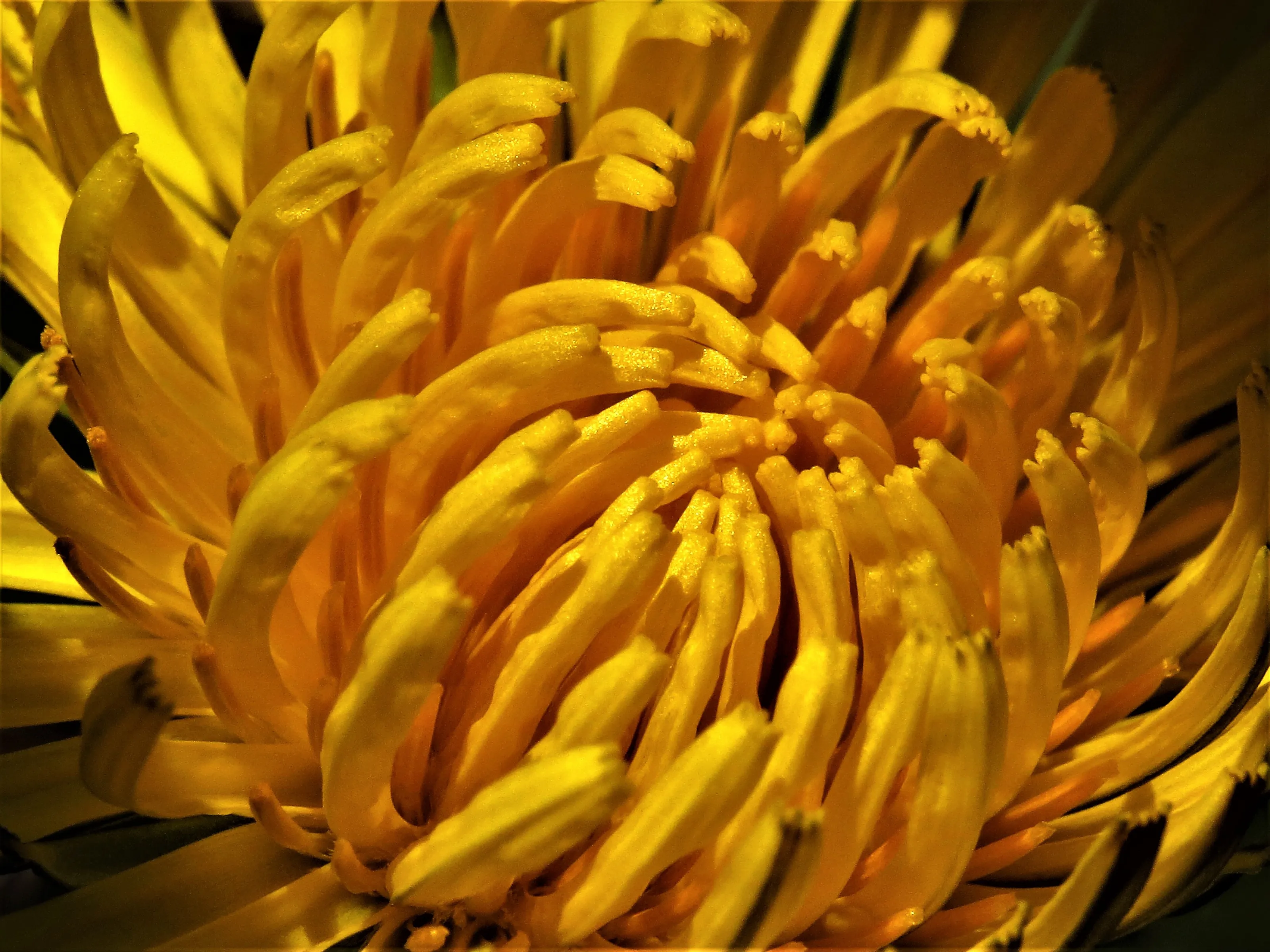 Dandelions