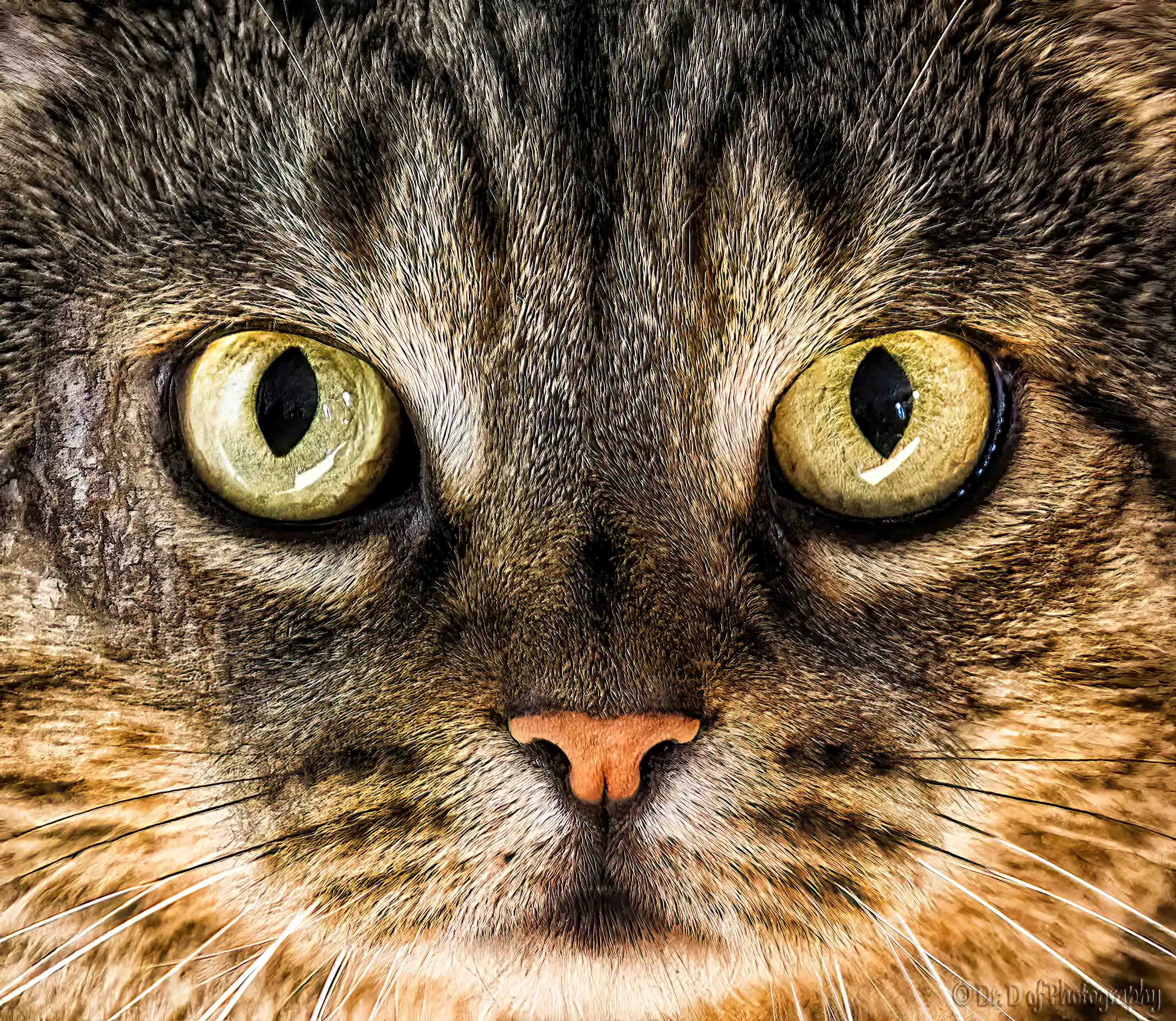 Close-up Faces of Domestic Cats