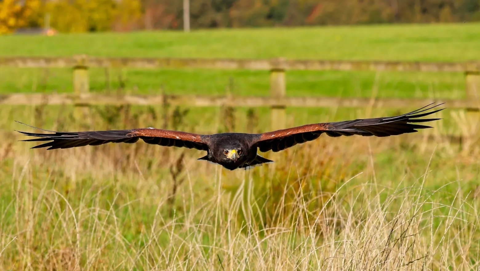 Birds in Flight