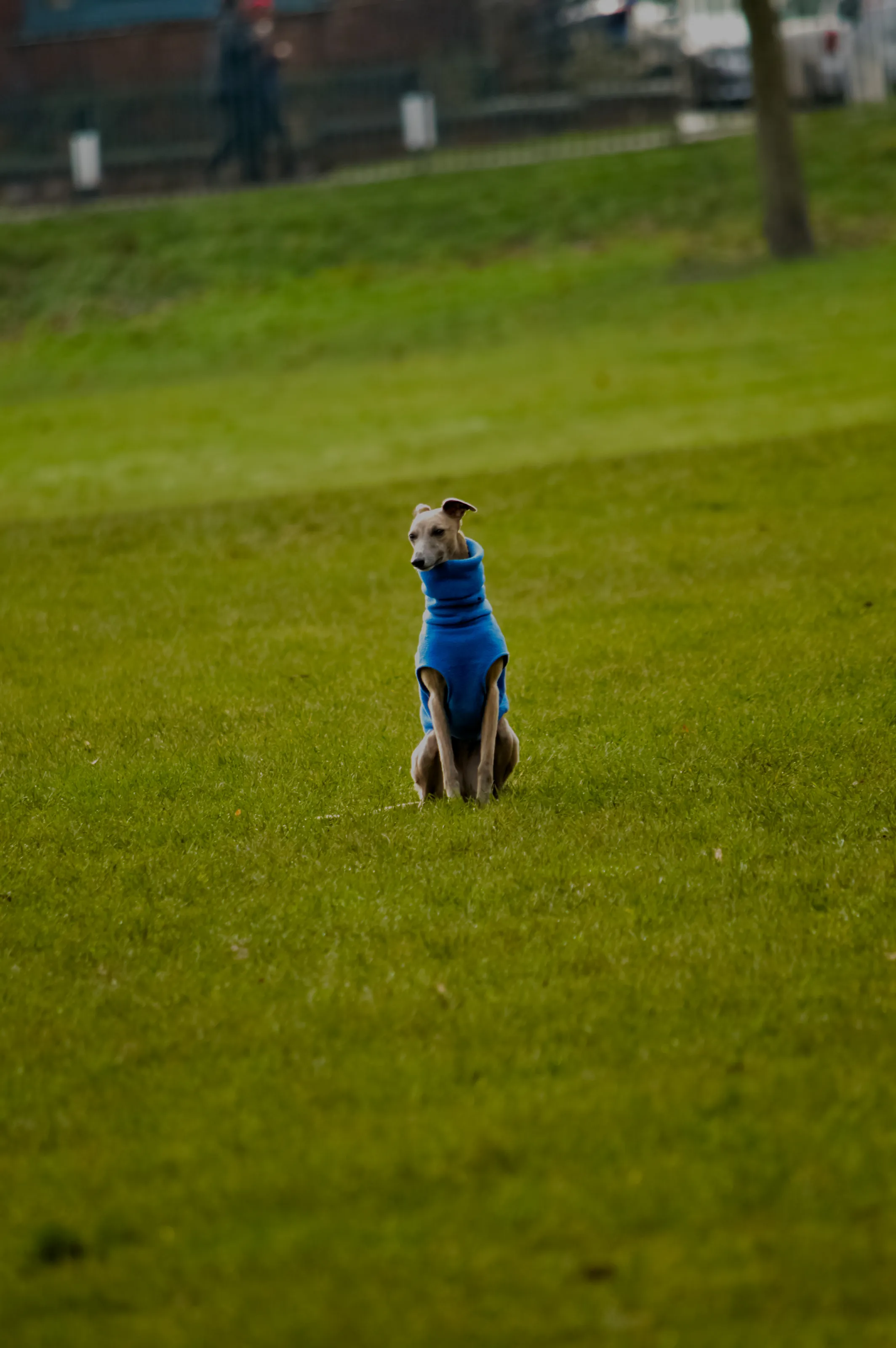 Dogs Alone