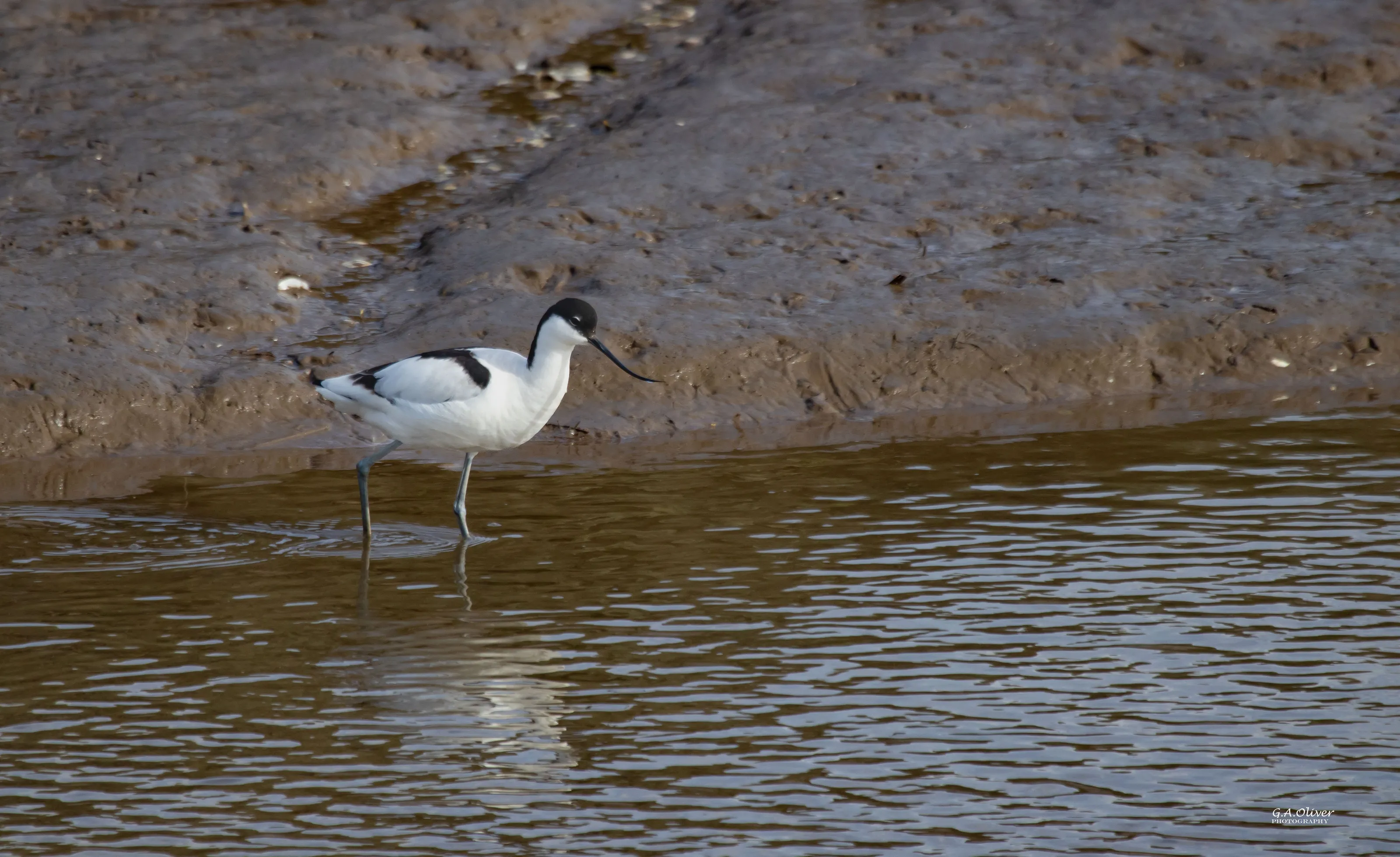 Wading Birds in the Wild