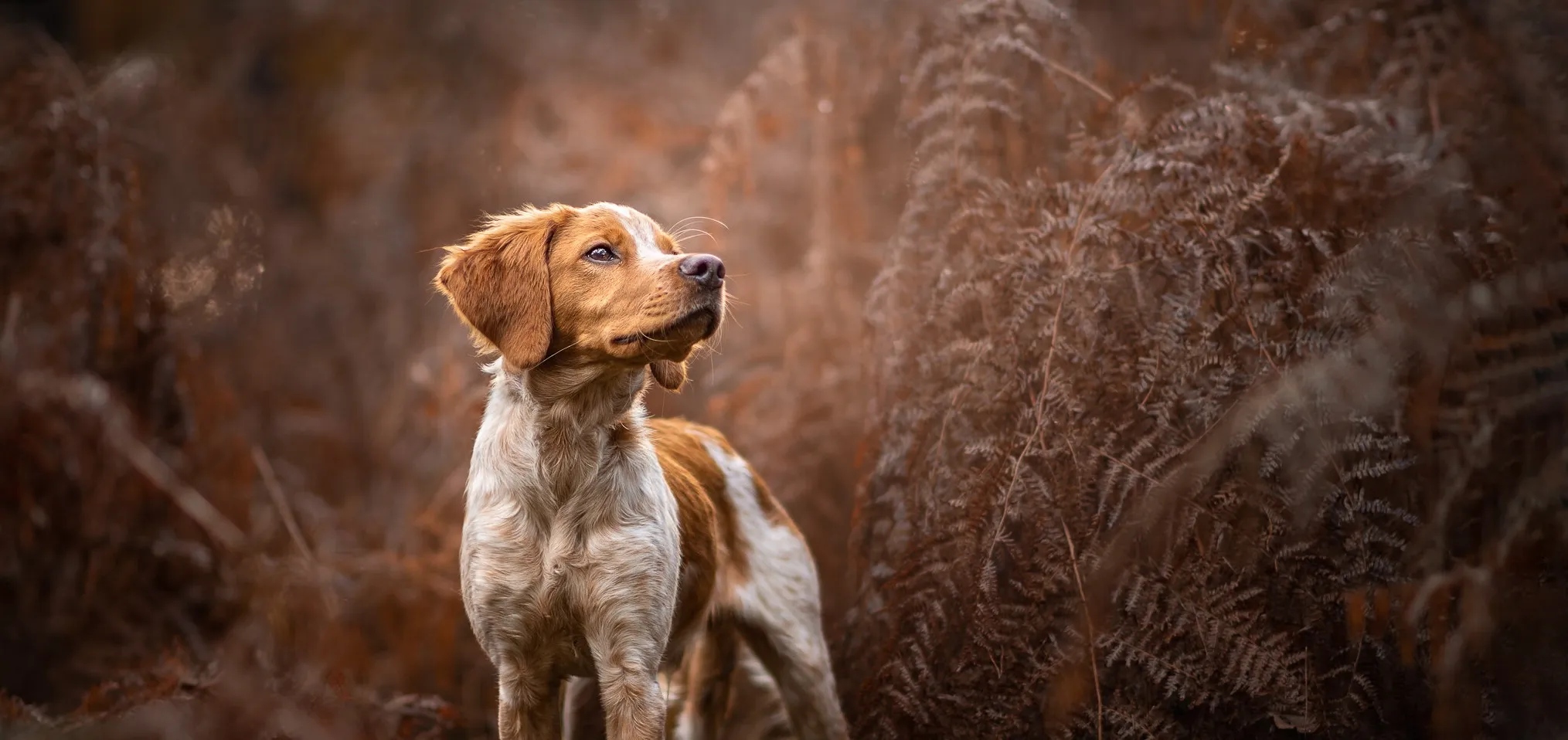 Pet portraits