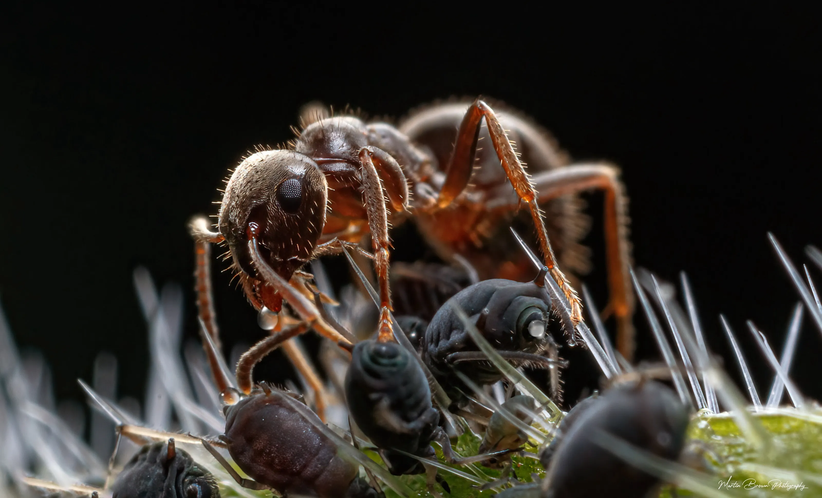 Macro nature