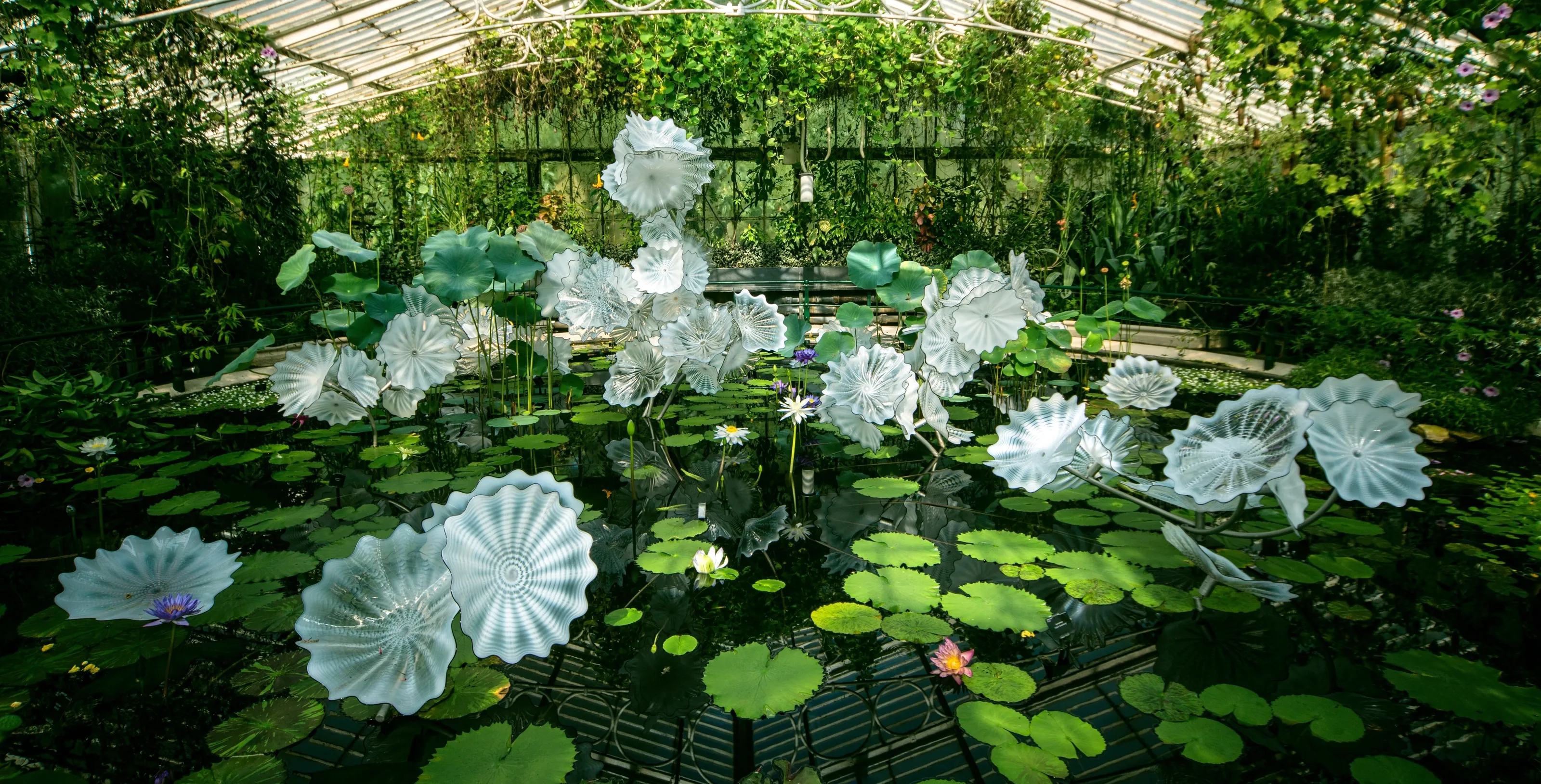 Inside greenhouses, glasshouses and conservatories