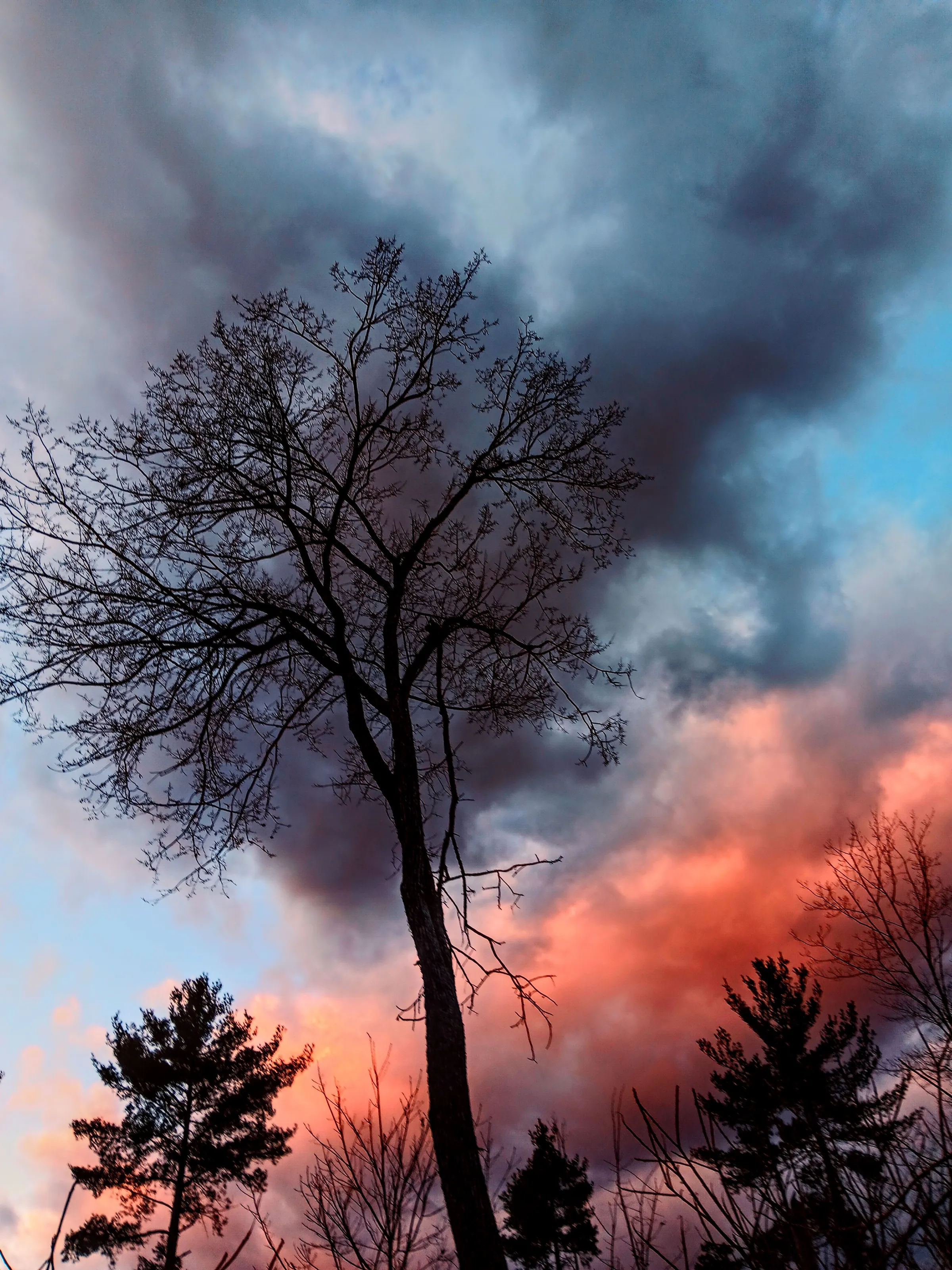 Bare Trees and Shrubs
