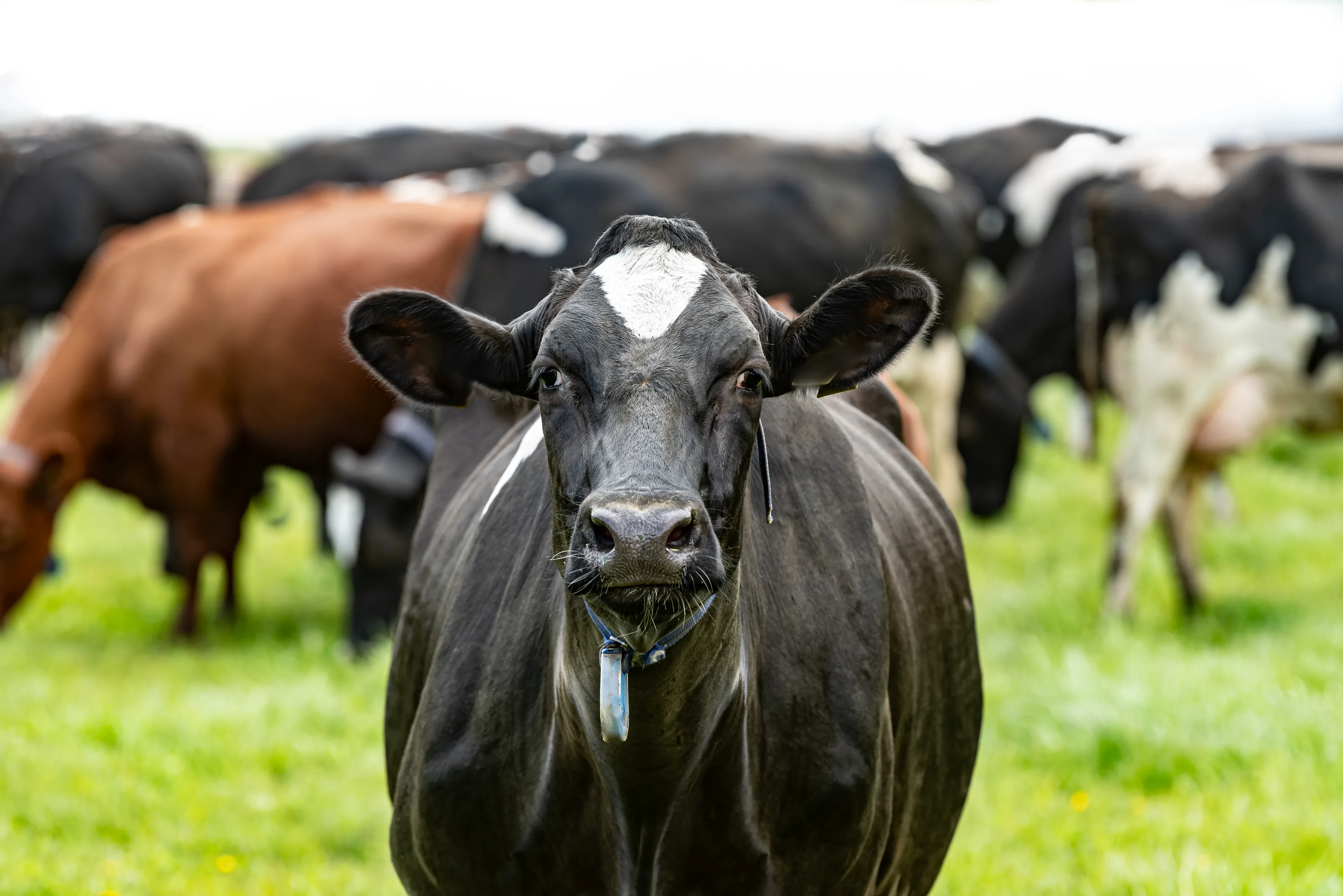 Cows and Calves