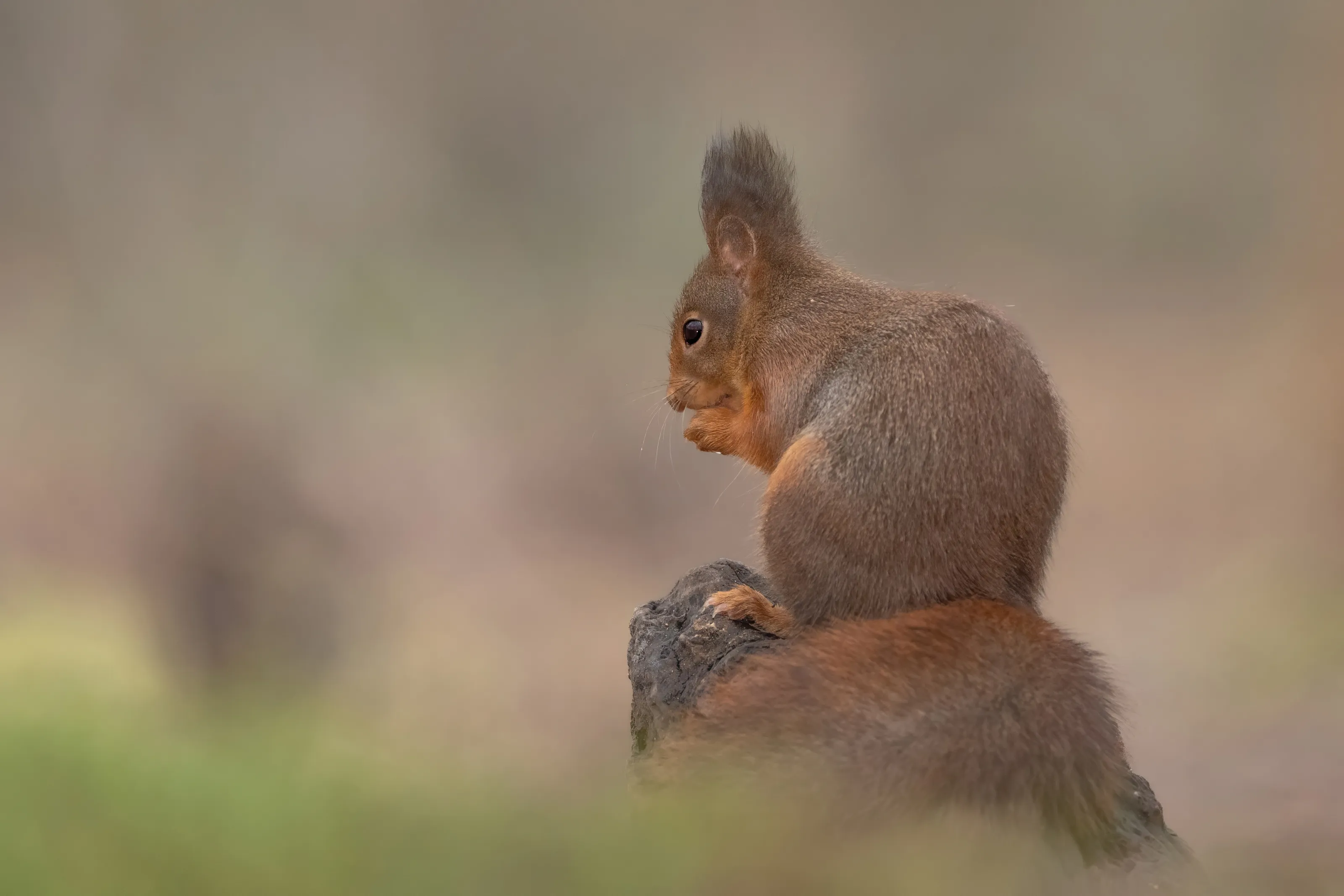 Red Squirrels (in colour)