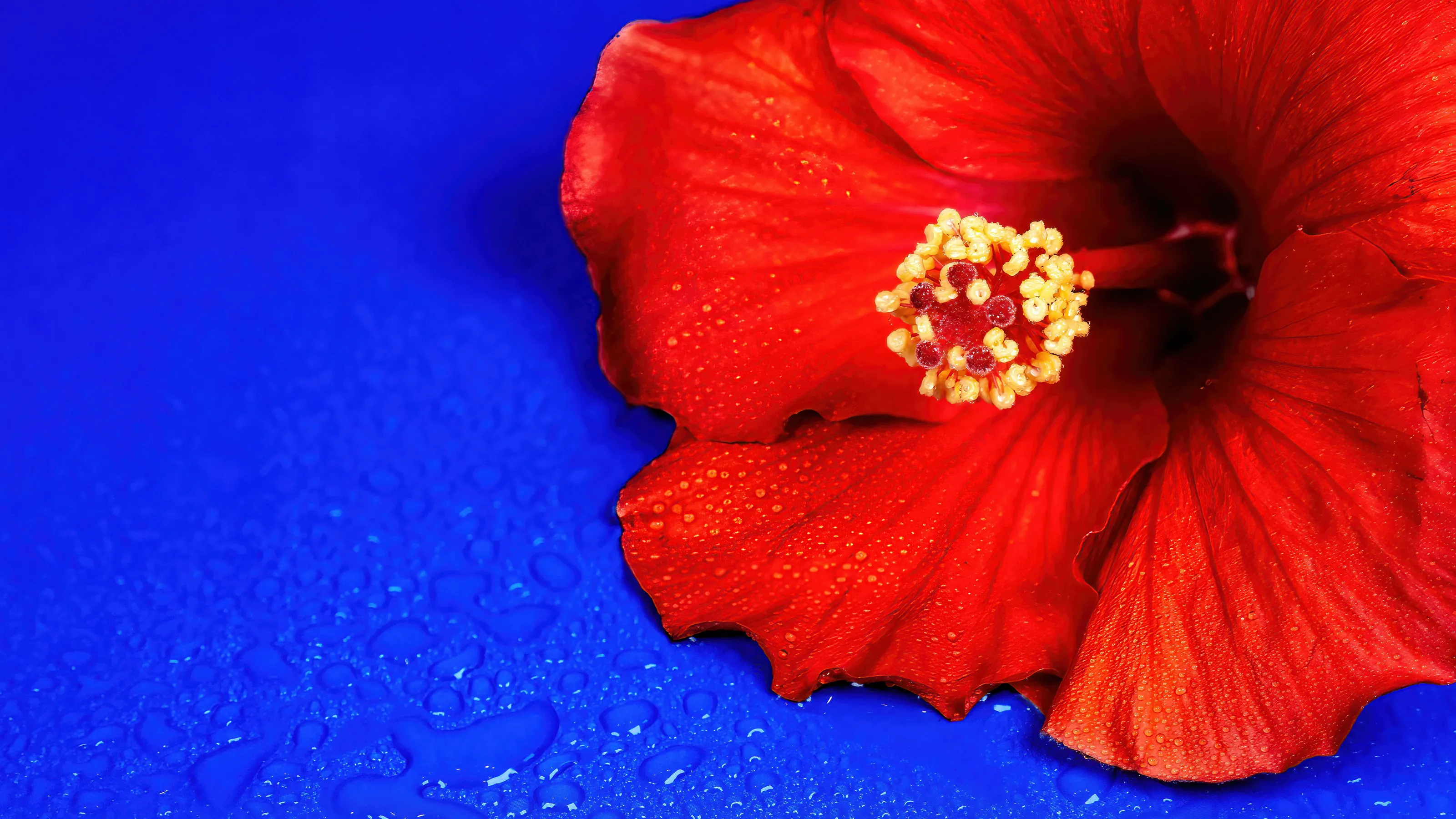 Blue and Orange Together