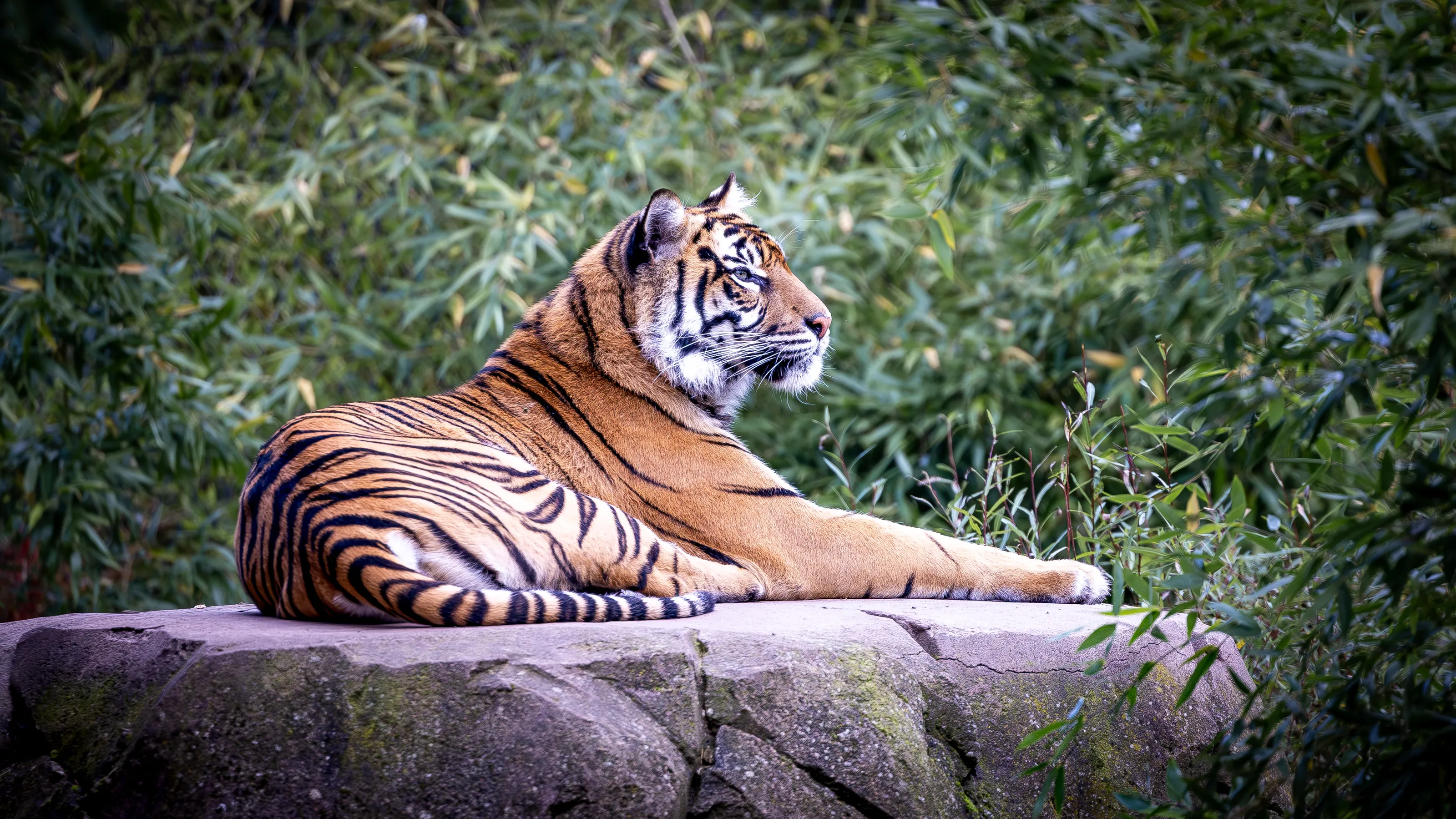 Tigers