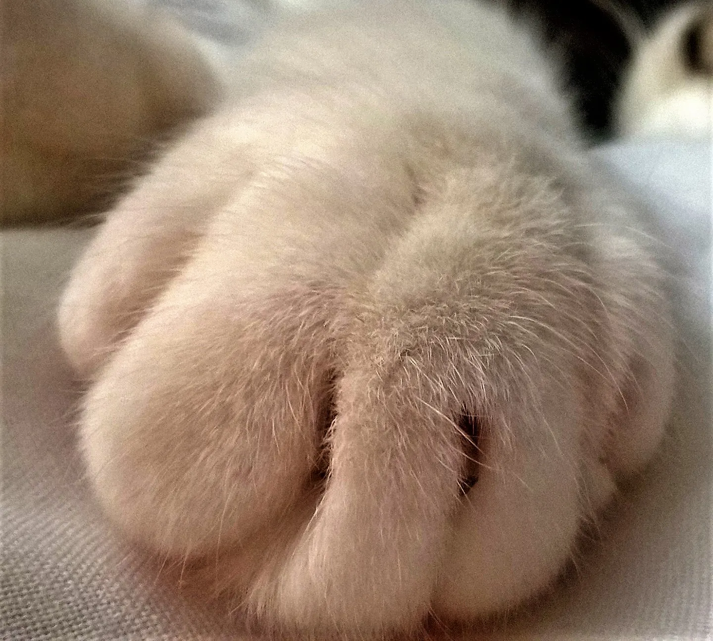 Paws