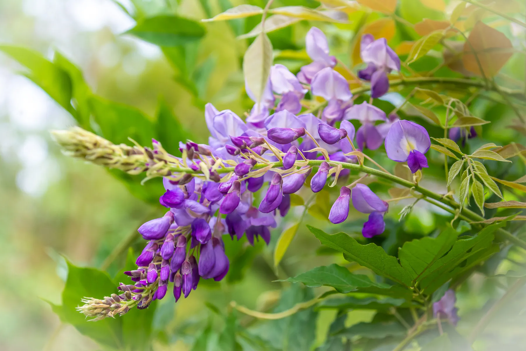 Purple and Green